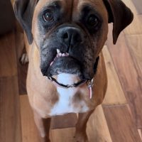 Enlarge Travi, a Adoptable Boxer in Davis, CA image 6/6