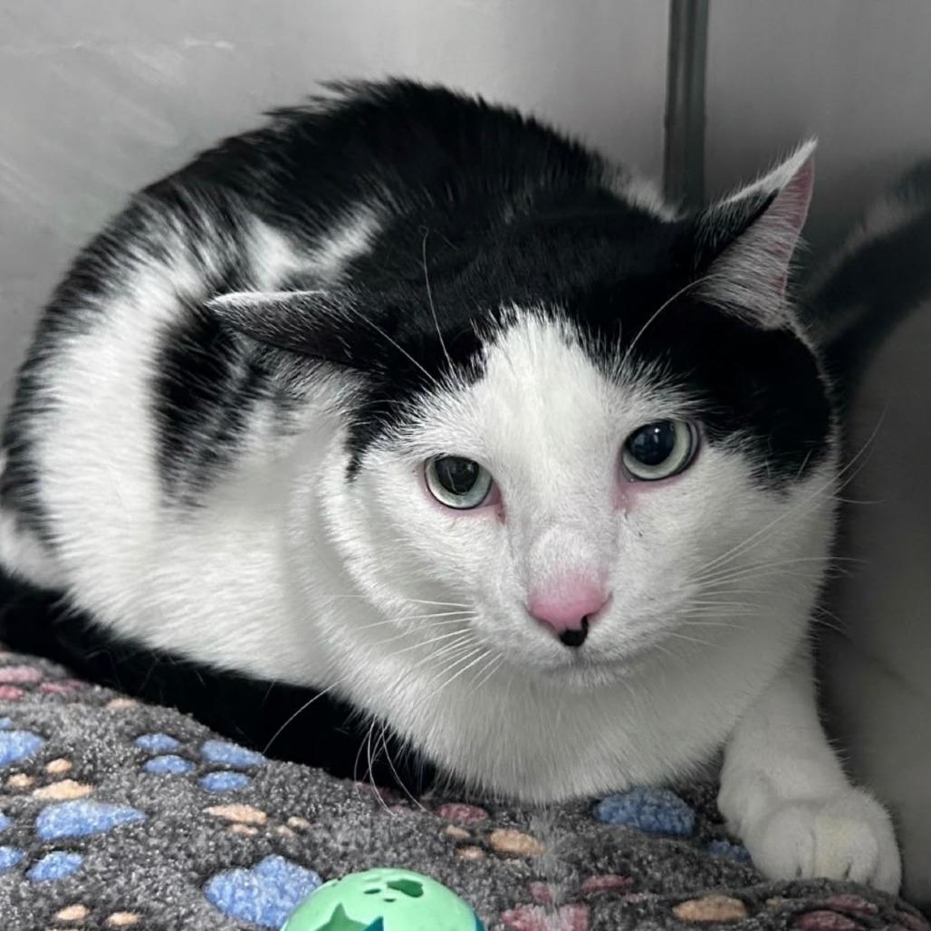 Mickey, Adoptable, Young Male Domestic Short Hair.