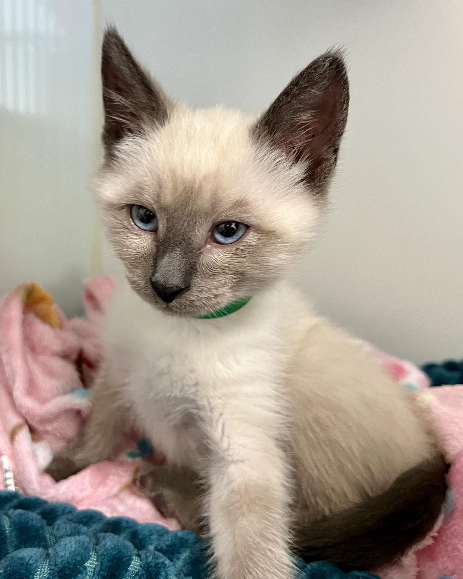 Sesame, Adopted, Kitten Male Siamese.