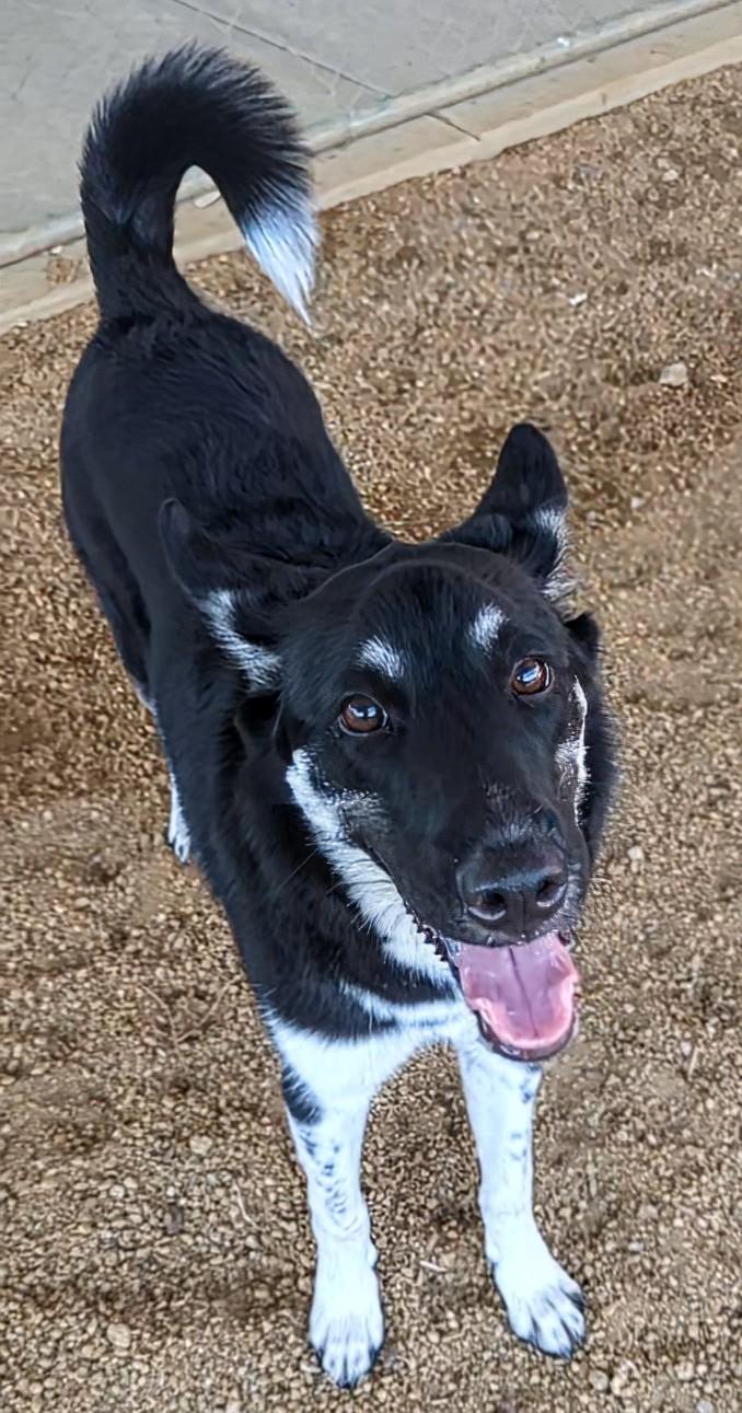 Cookie A213050