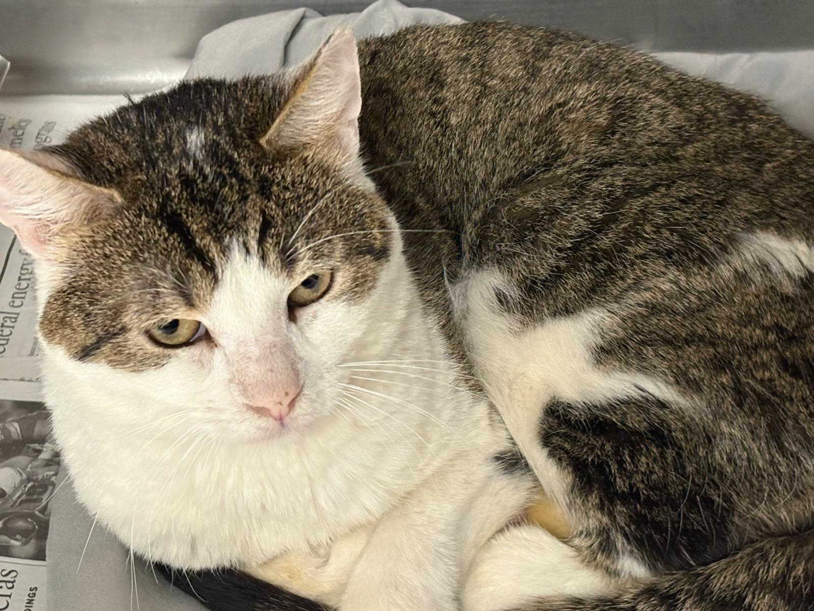 Enlarge DA VINCI, a Adoptable Domestic Short Hair in Chatsworth, CA image 1/1