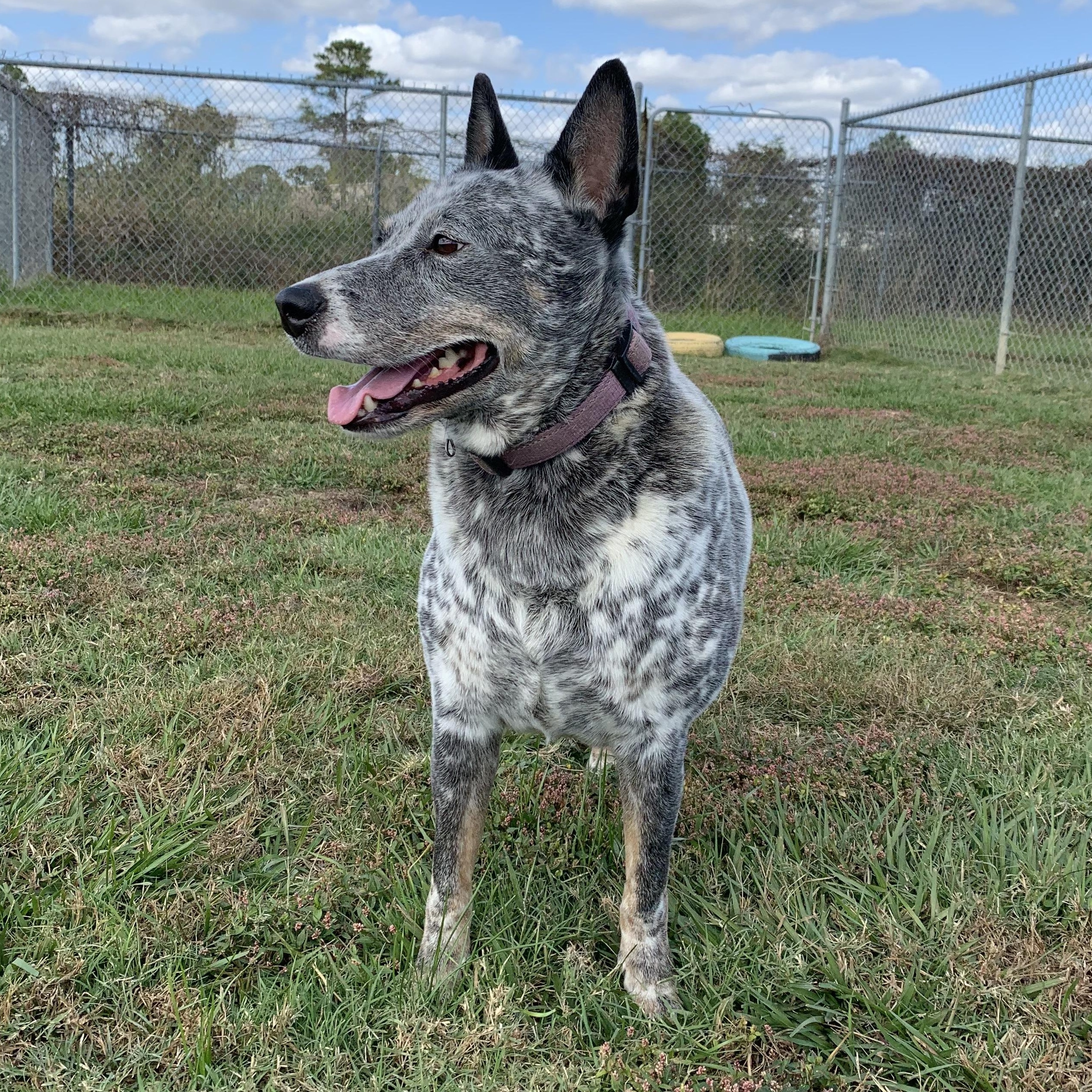 Toby — thumbnail 2