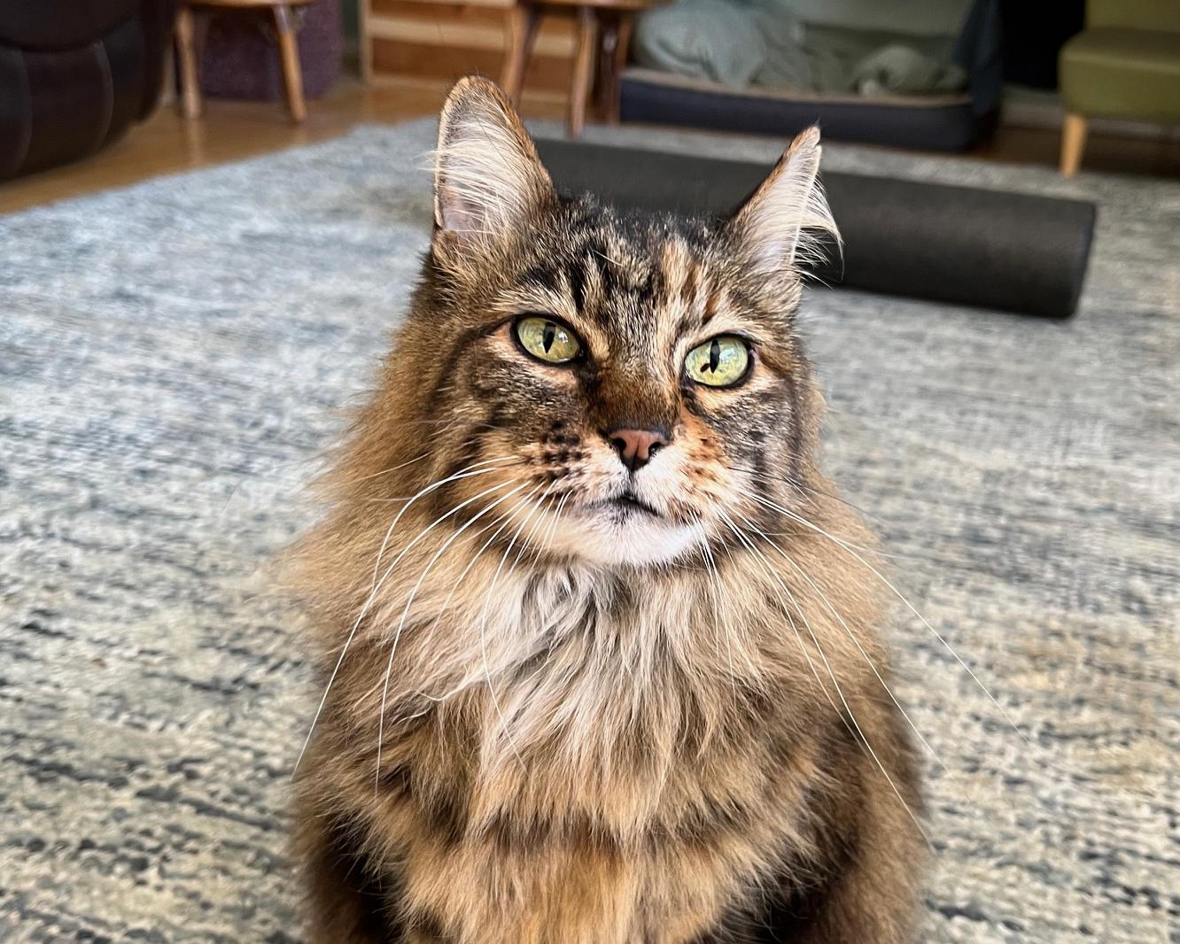 Gracie Bell - Maine Coon girl, adopted, Adult Female Maine Coon.