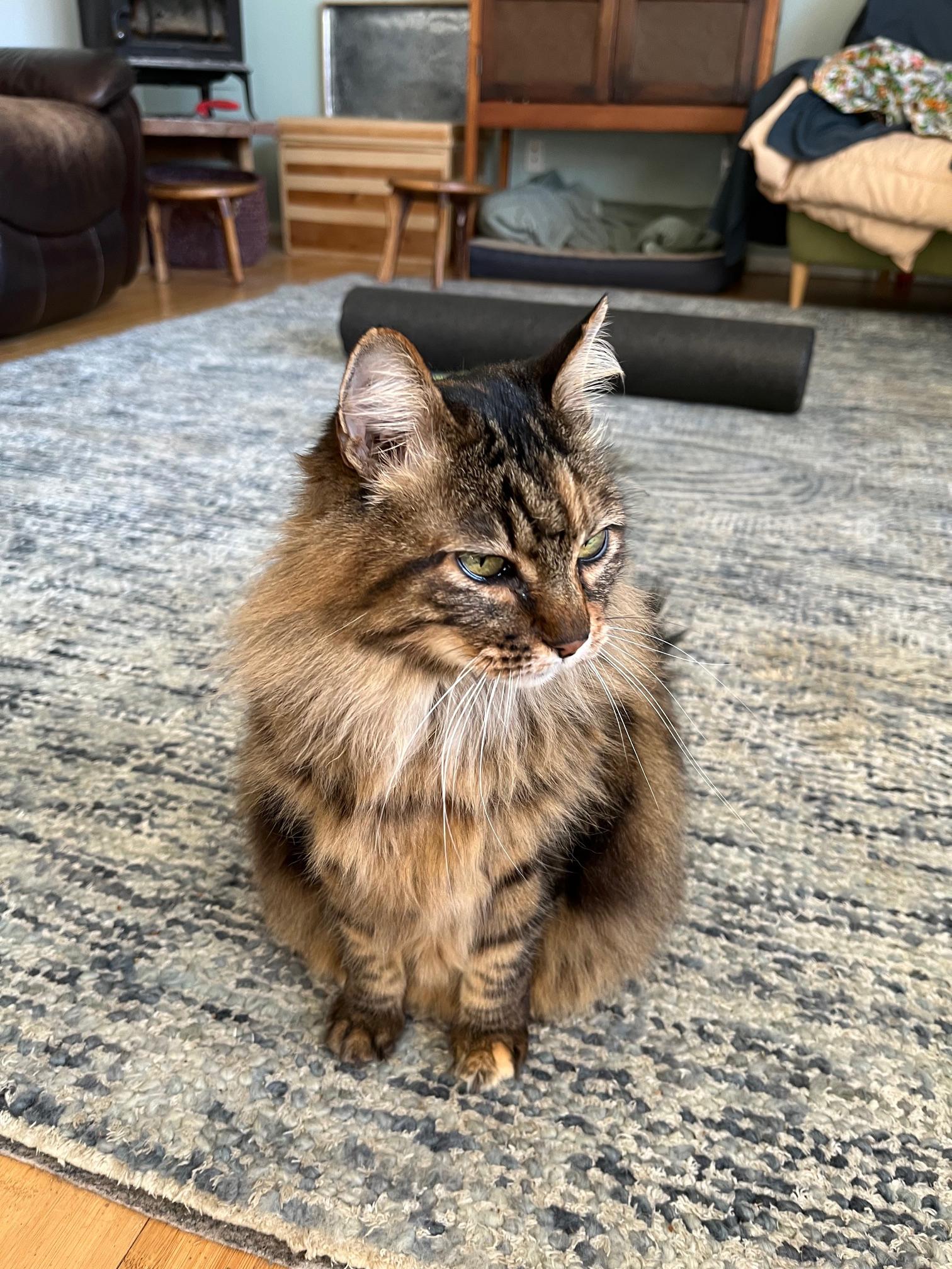 Enlarge Gracie Bell - Maine Coon girl, an adopted Maine Coon in Boulder, CO image 2/3