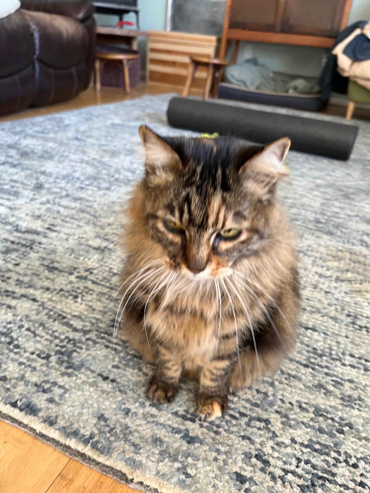 Enlarge Gracie Bell - Maine Coon girl, an adopted Maine Coon in Boulder, CO image 3/3
