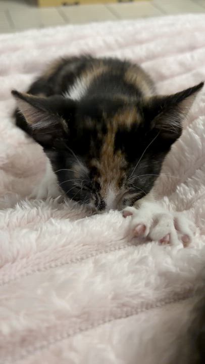 Enlarge Evie Lou, a Adopted Calico in Houston, TX video 3/3