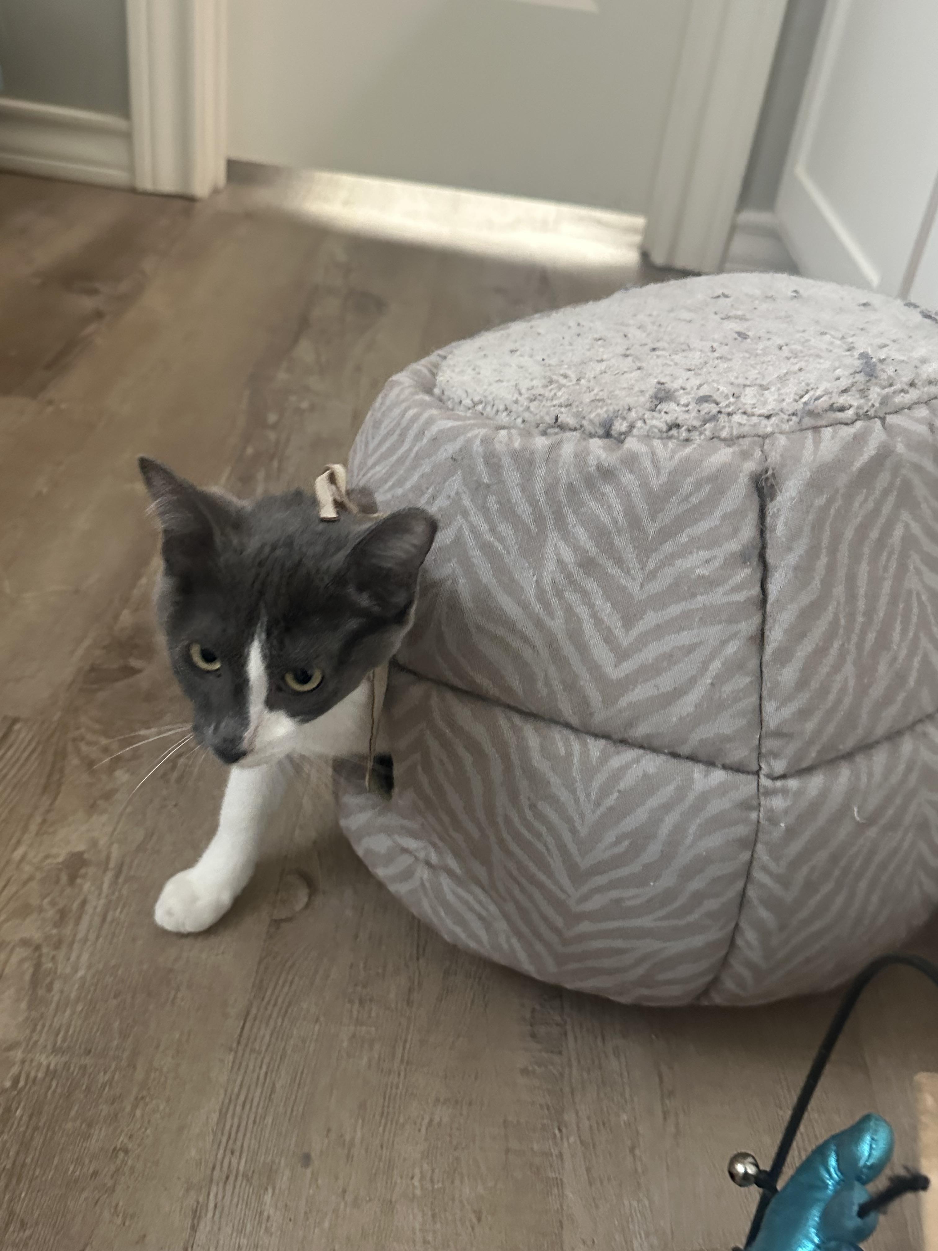 Grace Face, Adopted, Young Female Domestic Short Hair.