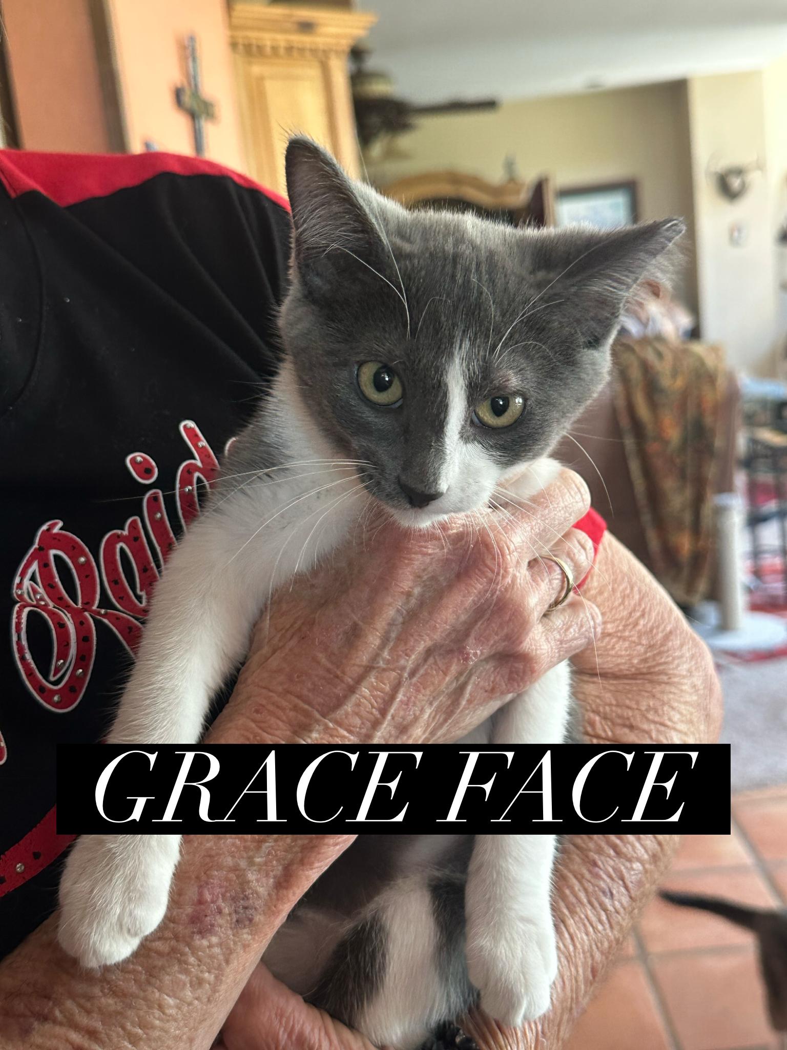 Enlarge Grace Face, a Adopted Domestic Short Hair in Lubbock, TX image 2/5