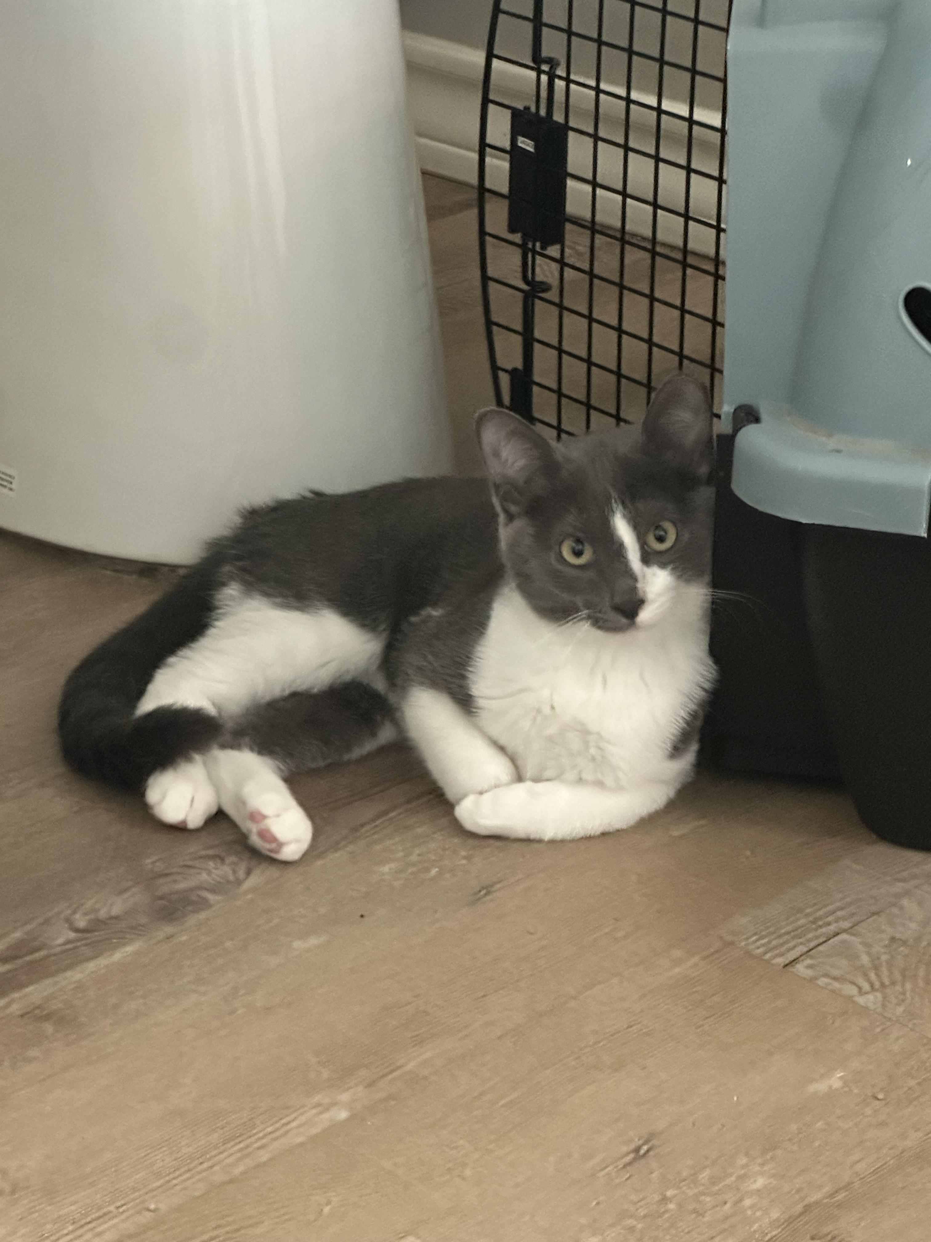 Enlarge Grace Face, a Adopted Domestic Short Hair in Lubbock, TX image 3/5