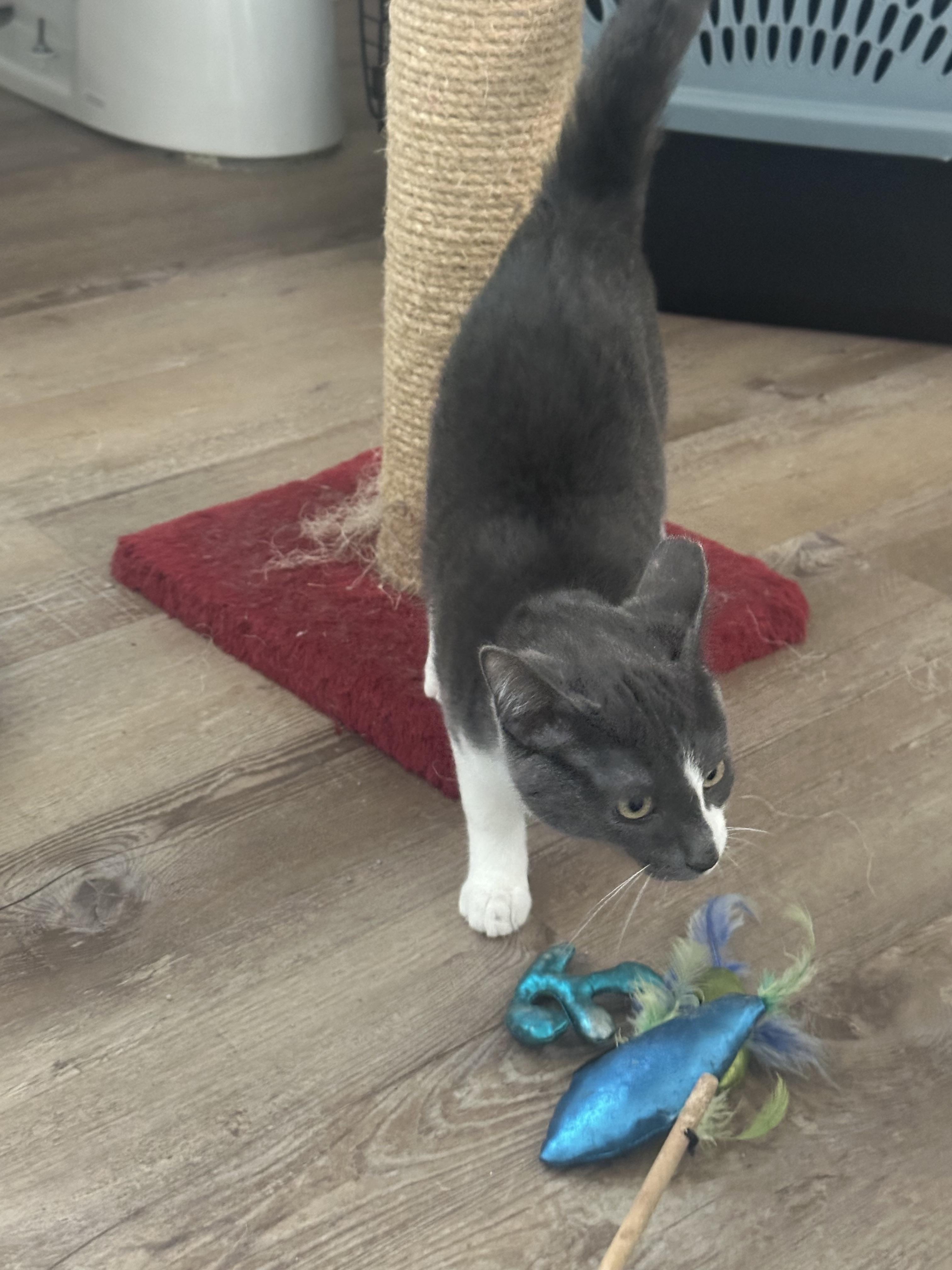 Grace Face, Adopted, Young Female Domestic Short Hair.