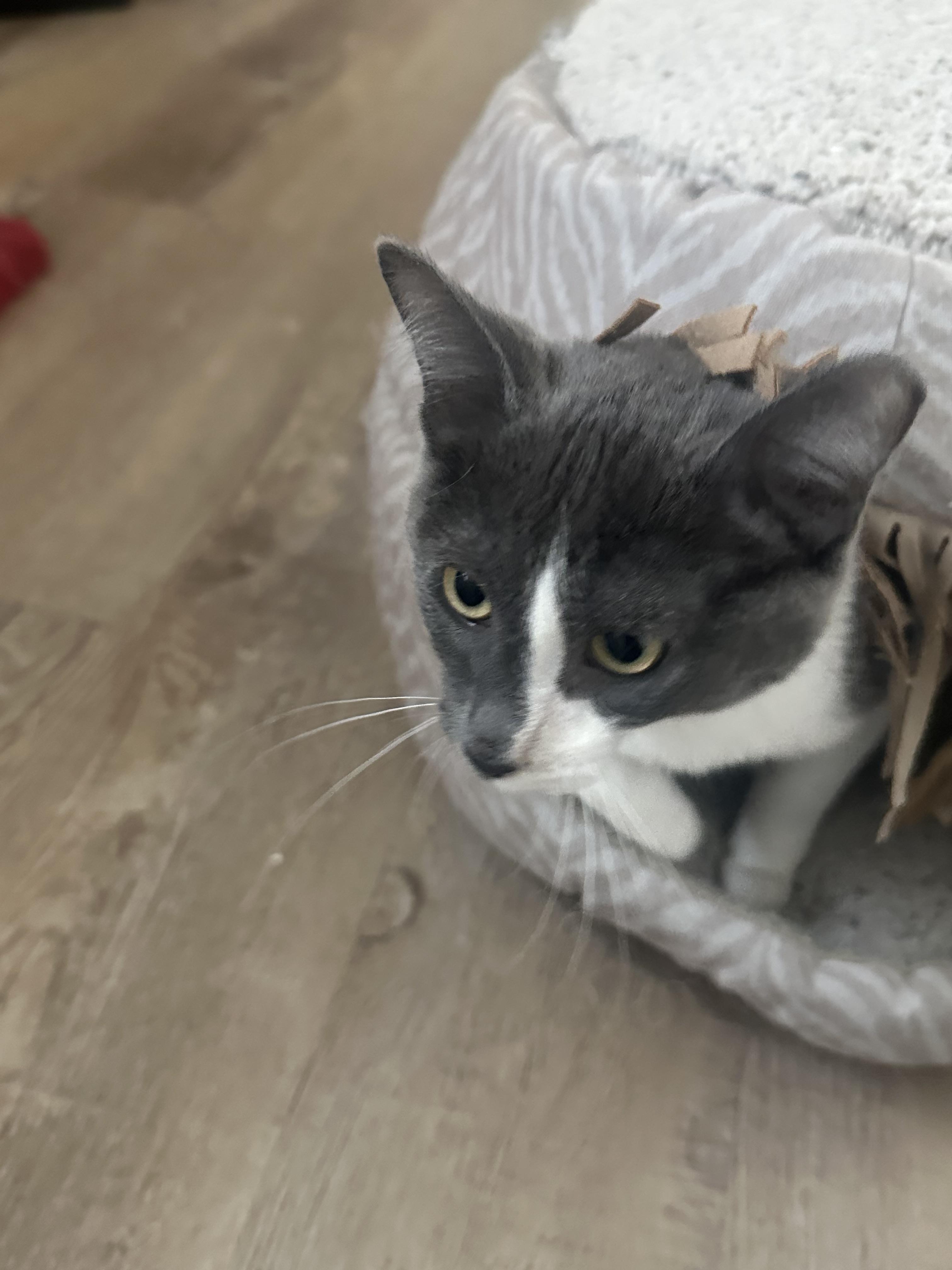 Enlarge Grace Face, a Adopted Domestic Short Hair in Lubbock, TX image 5/5