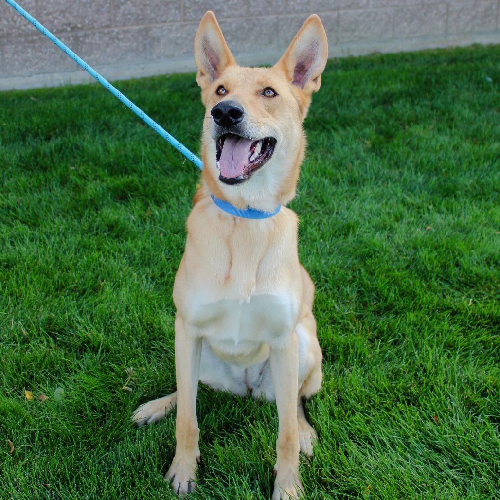 Enlarge Honey, a Adoptable mixed breed in Great Falls, MT image 1/5