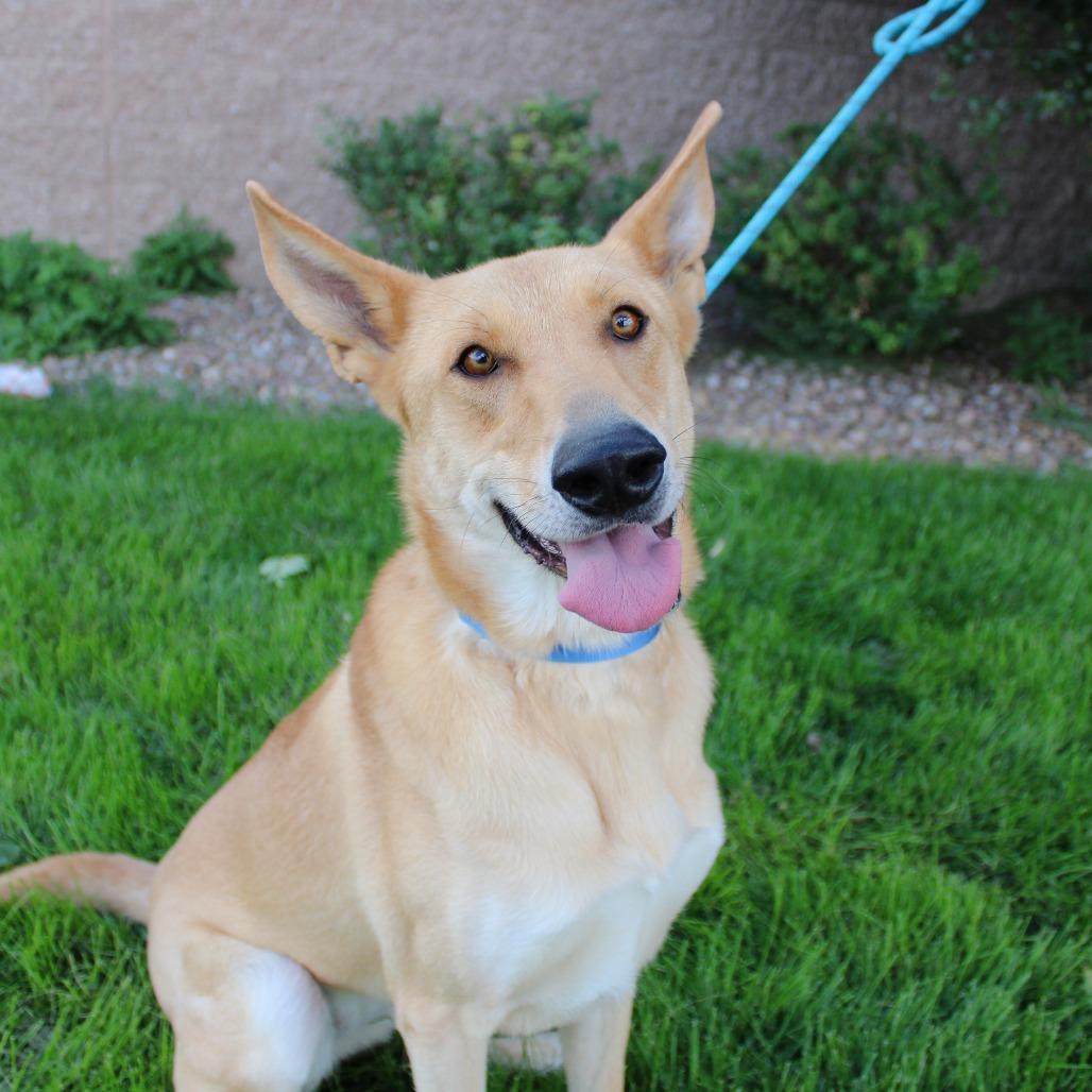 Enlarge Honey, a Adoptable mixed breed in Great Falls, MT image 2/5