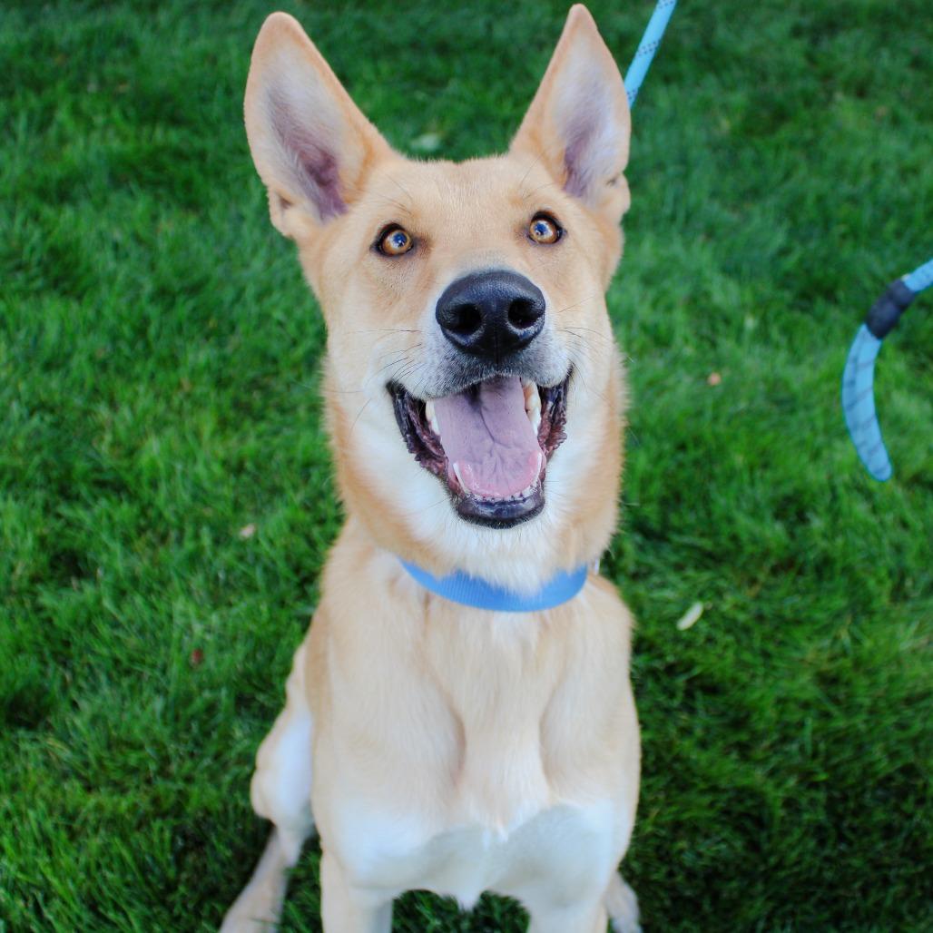 Enlarge Honey, a Adoptable mixed breed in Great Falls, MT image 3/5