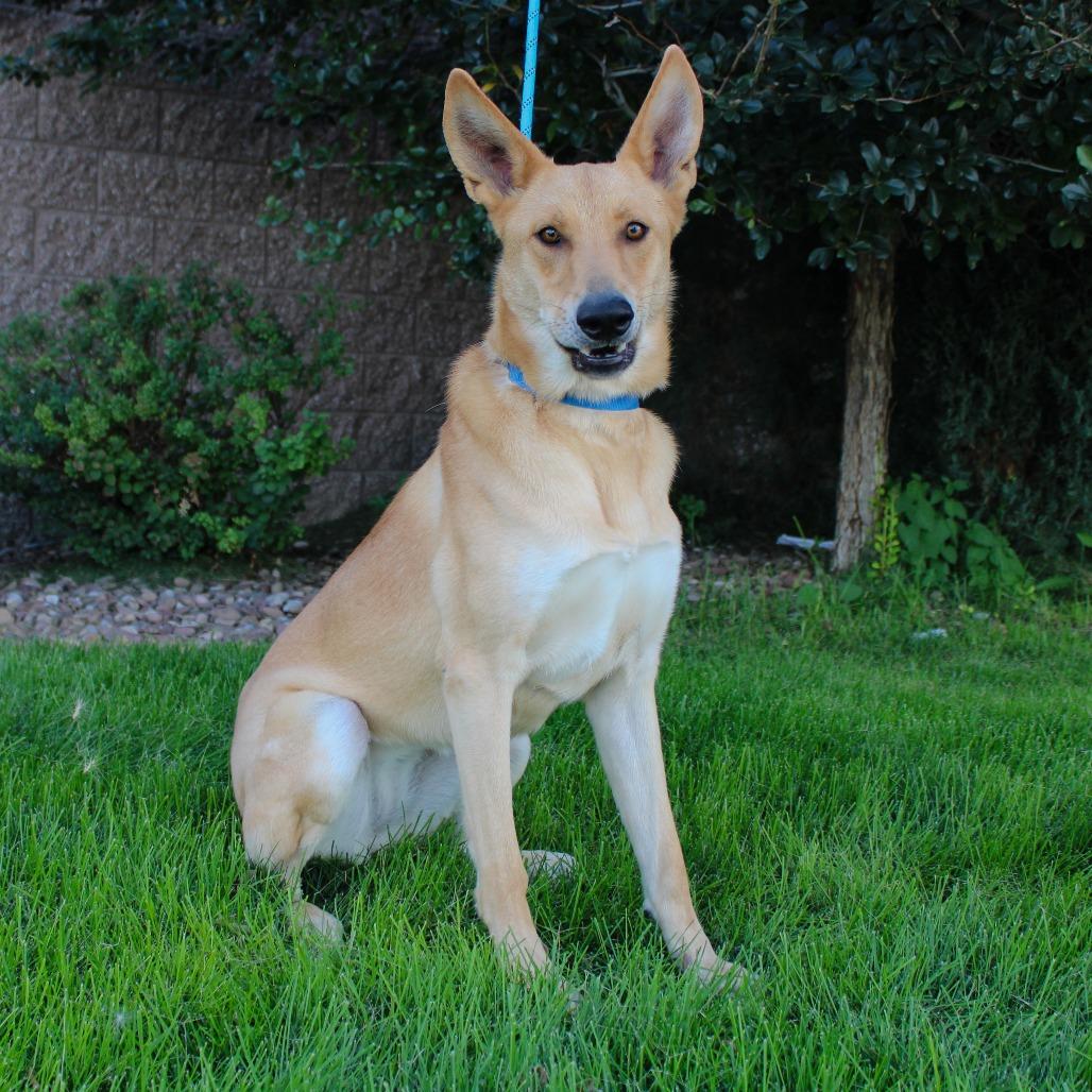 Enlarge Honey, a Adoptable mixed breed in Great Falls, MT image 4/5