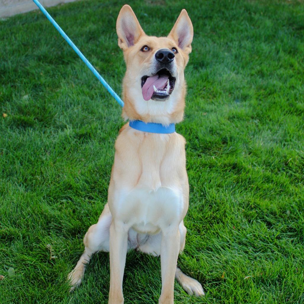 Enlarge Honey, a Adoptable mixed breed in Great Falls, MT image 5/5