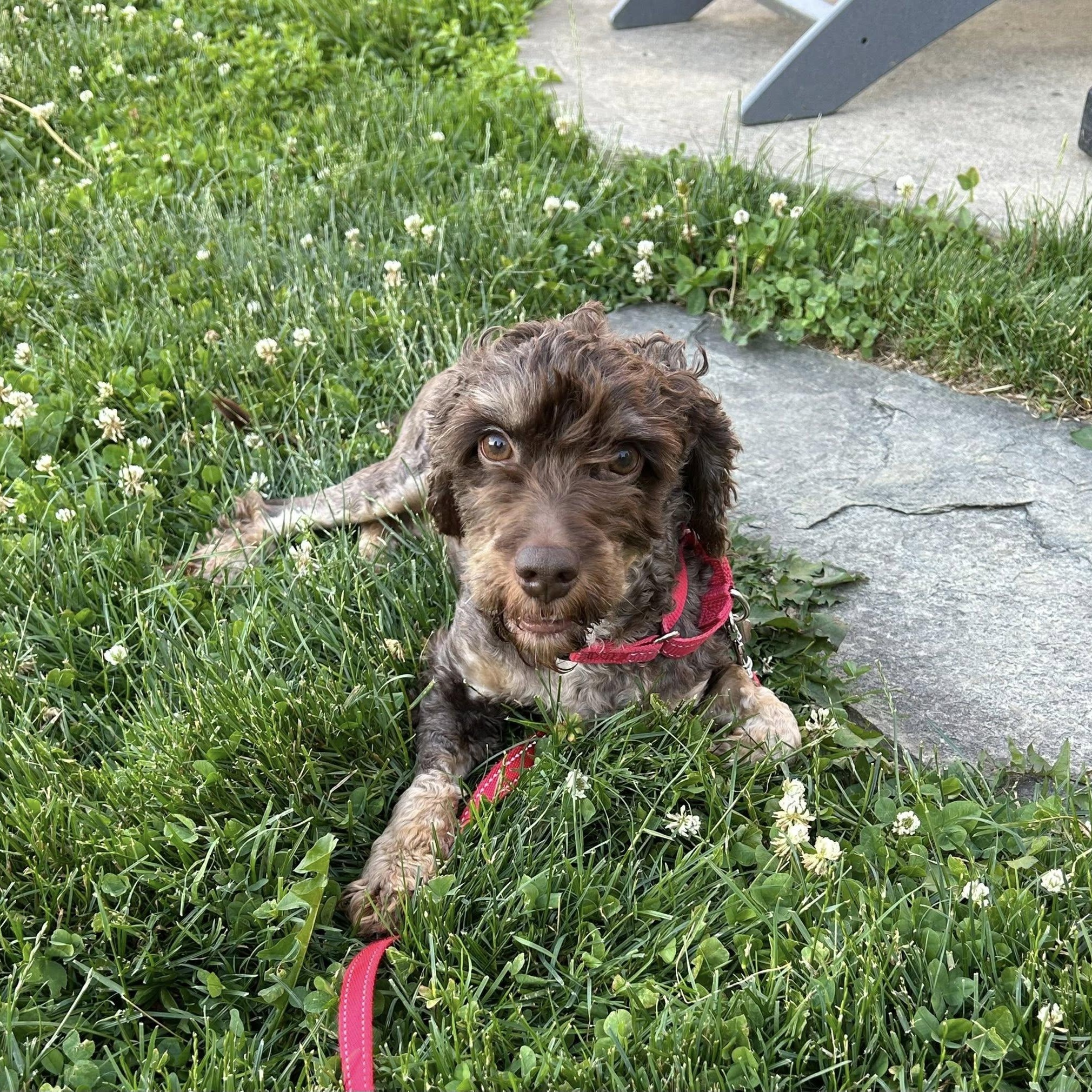Enlarge Teddy, a ADOPTABLE Cockapoo in Grafton, OH image 4/4
