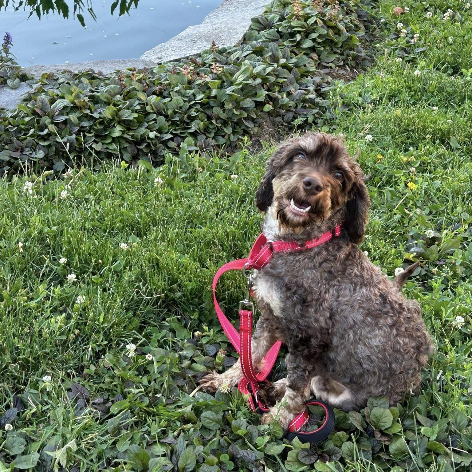 Enlarge Teddy, a ADOPTABLE Cockapoo in Grafton, OH image 3/4