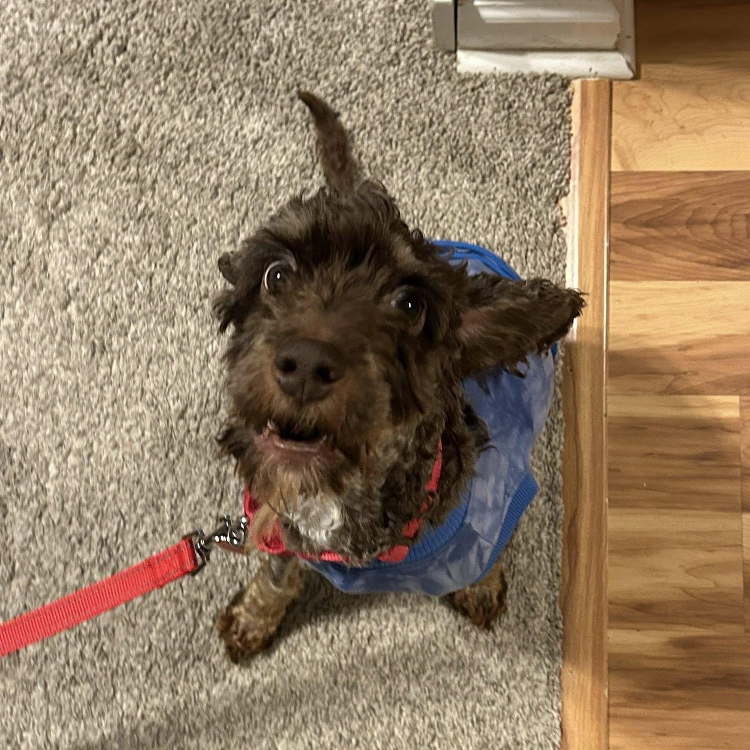 Enlarge Teddy, a ADOPTABLE Cockapoo in Grafton, OH image 2/4