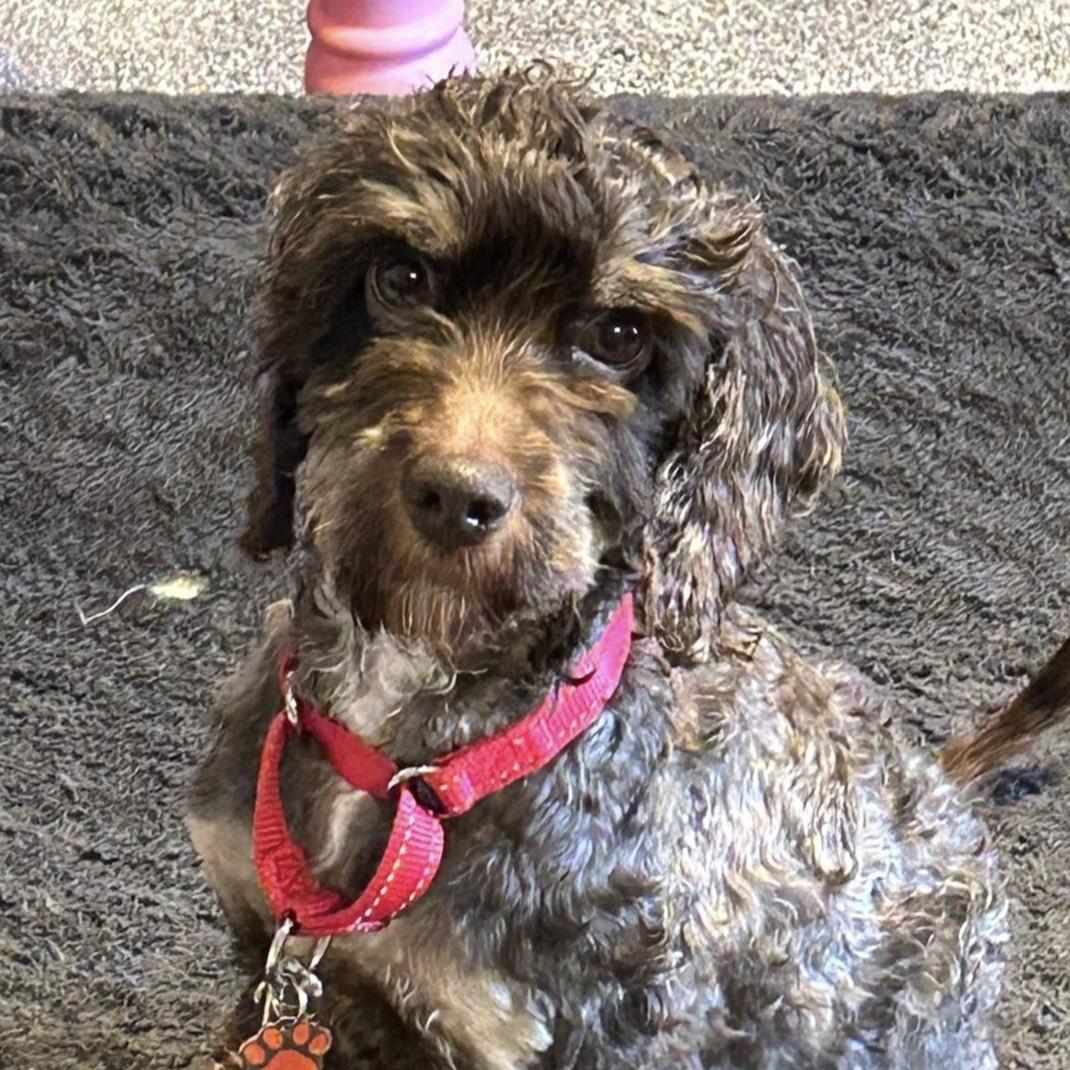 Teddy, ADOPTABLE, Young Male Cockapoo.