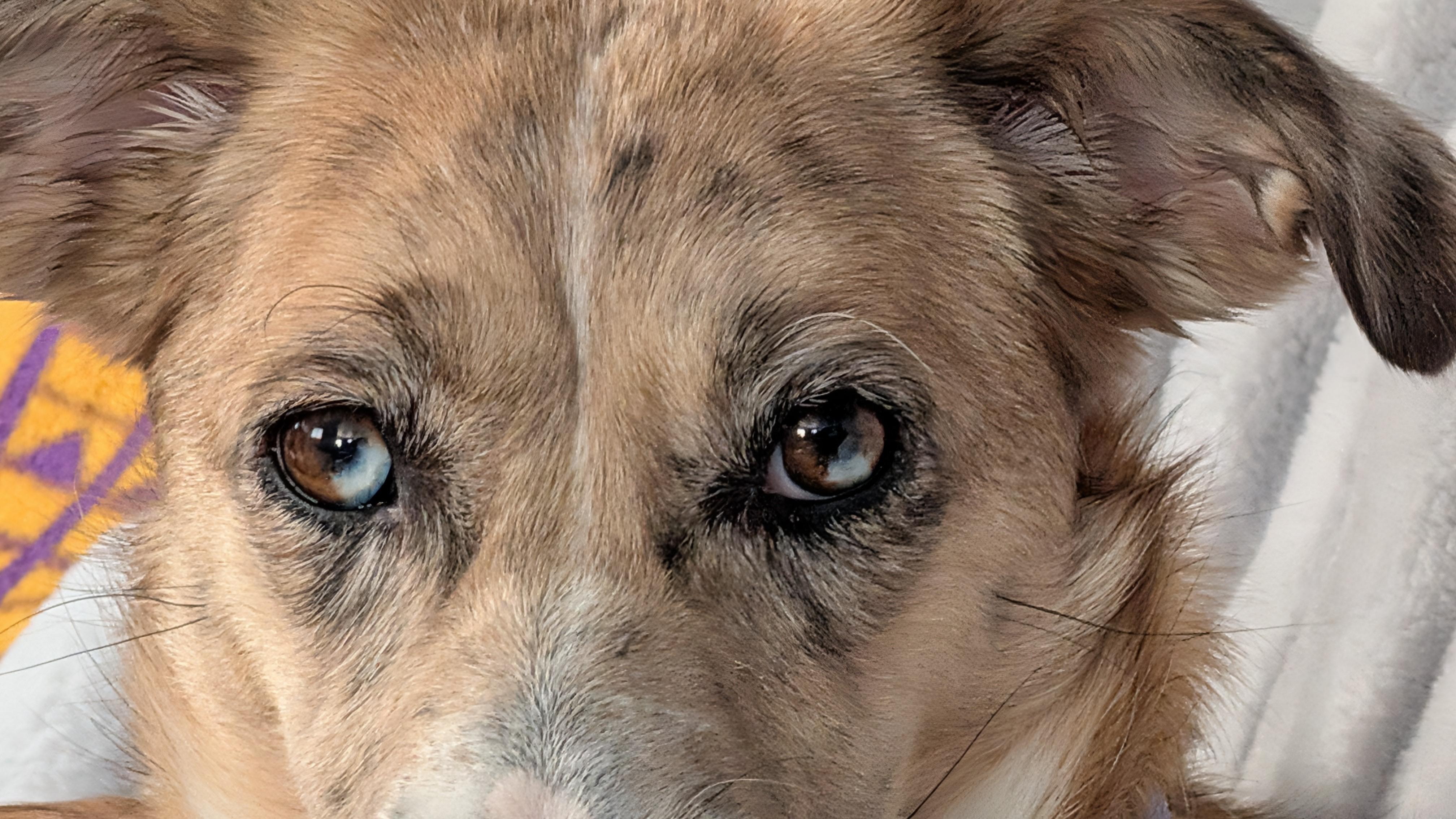 Tilly, a ADOPTABLE Mixed Breed in Sioux Falls, SD image 5/5