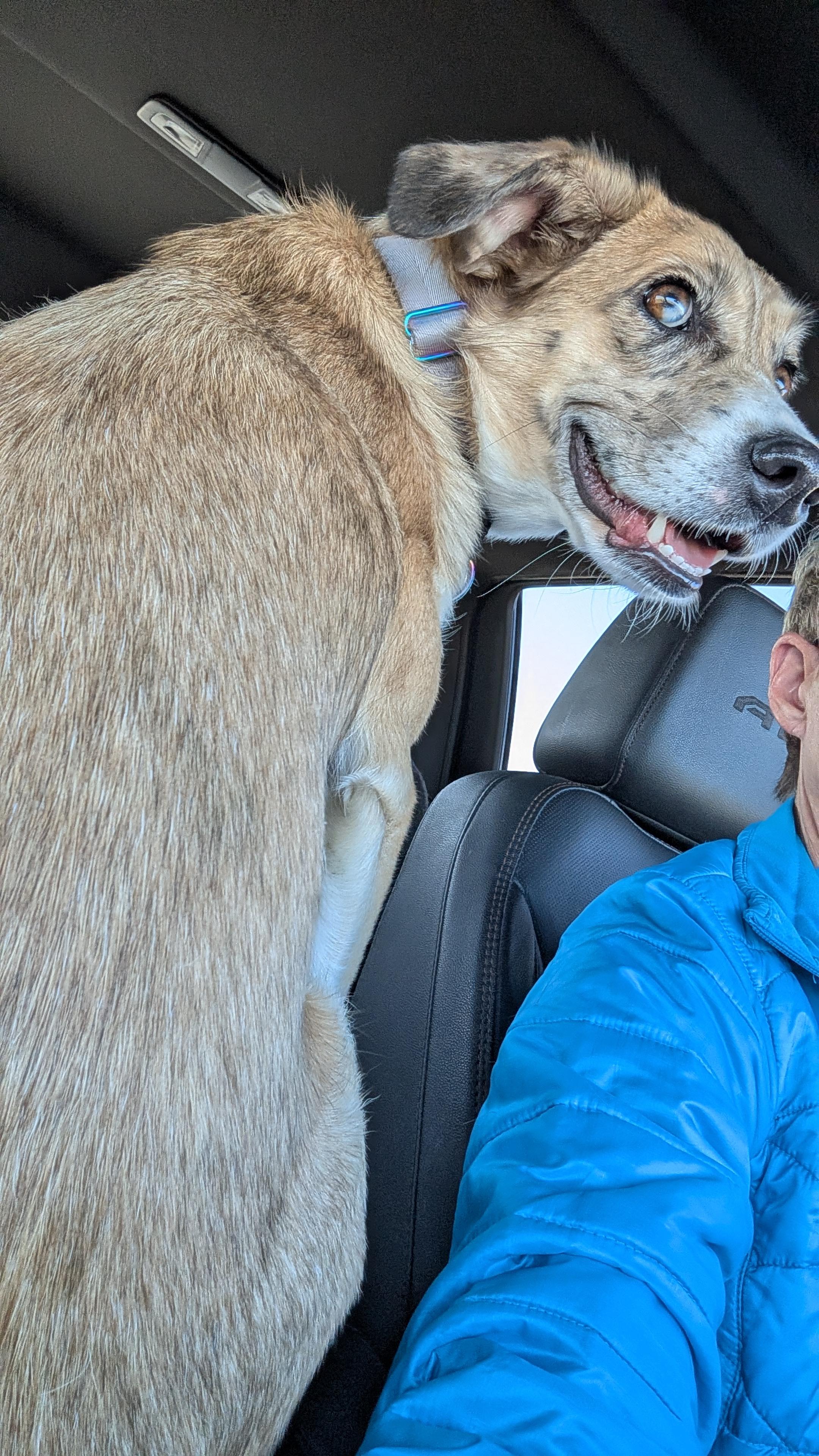 Tilly, a ADOPTABLE Mixed Breed in Sioux Falls, SD image 3/5