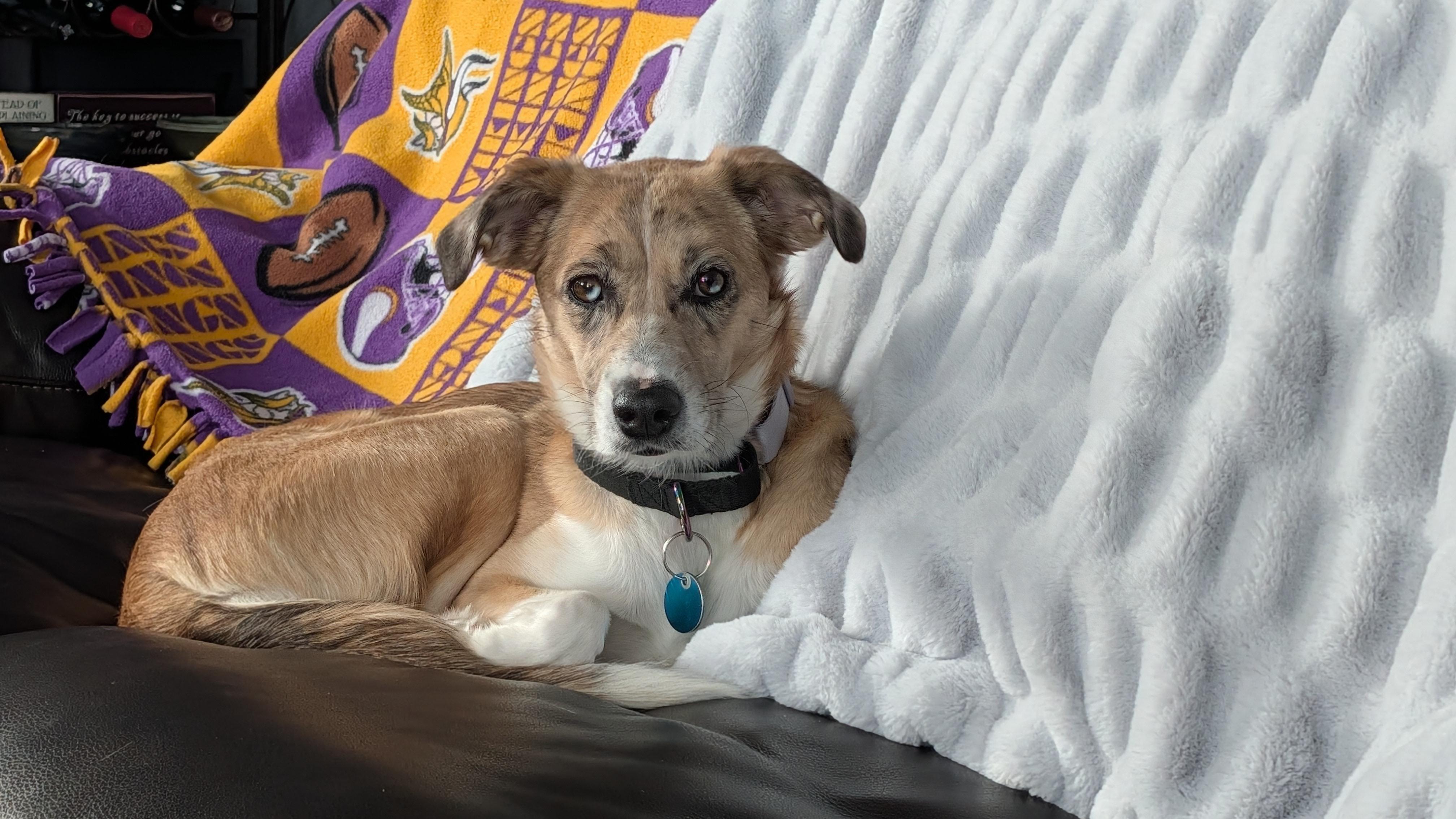 Tilly, a ADOPTABLE Mixed Breed in Sioux Falls, SD image 1/5