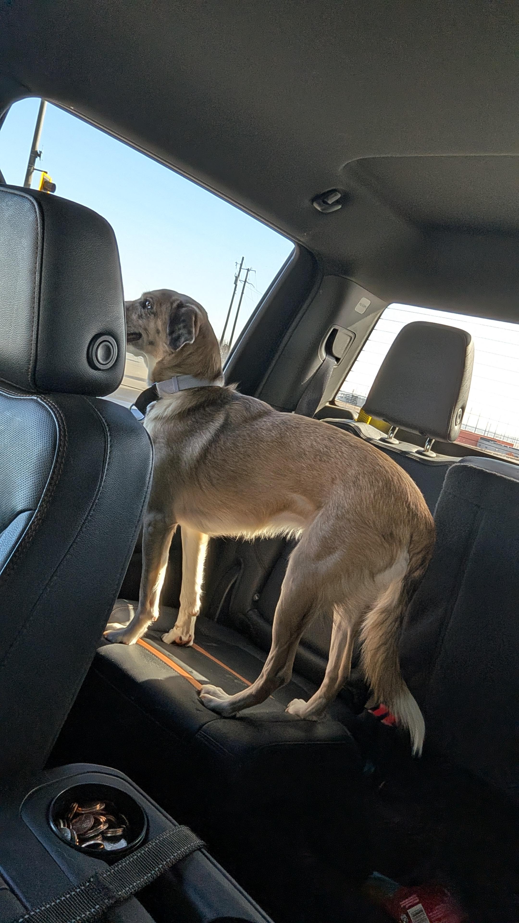 Tilly, a ADOPTABLE Mixed Breed in Sioux Falls, SD image 2/5
