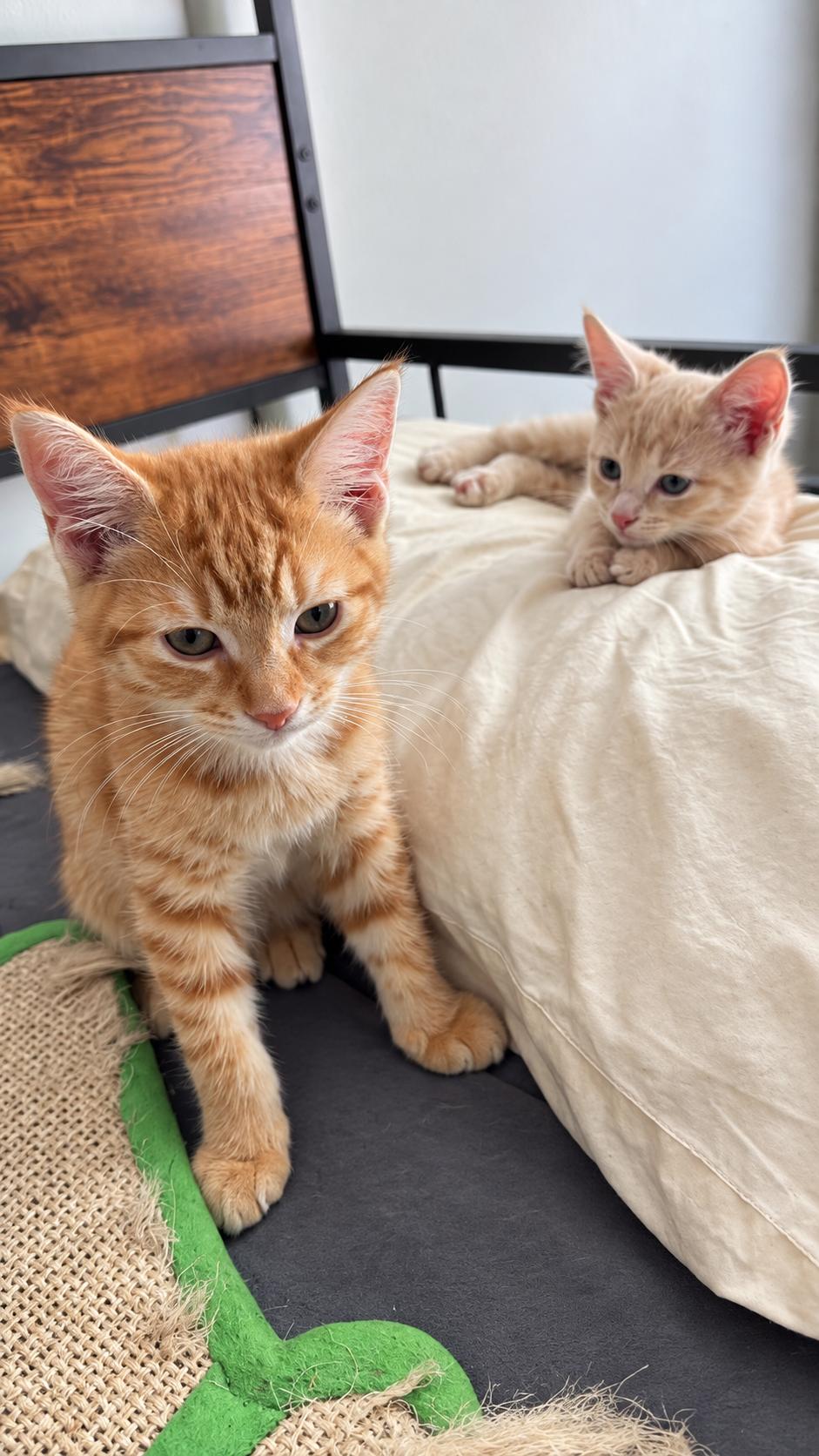 Enlarge KENDAL & KIM, a Adopted Domestic Medium Hair in Chicopee, MA image 4/6