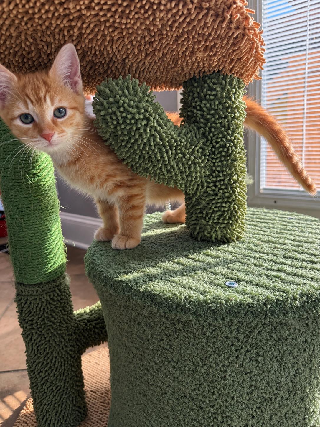 Enlarge KENDAL & KIM, a Adopted Domestic Medium Hair in Chicopee, MA image 2/6