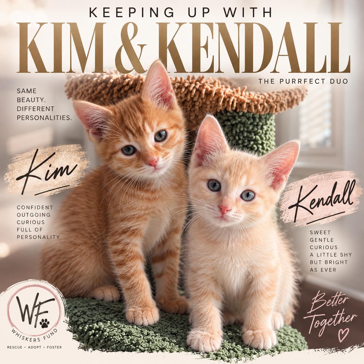 KENDAL & KIM, Adopted, Kitten Female Domestic Medium Hair.