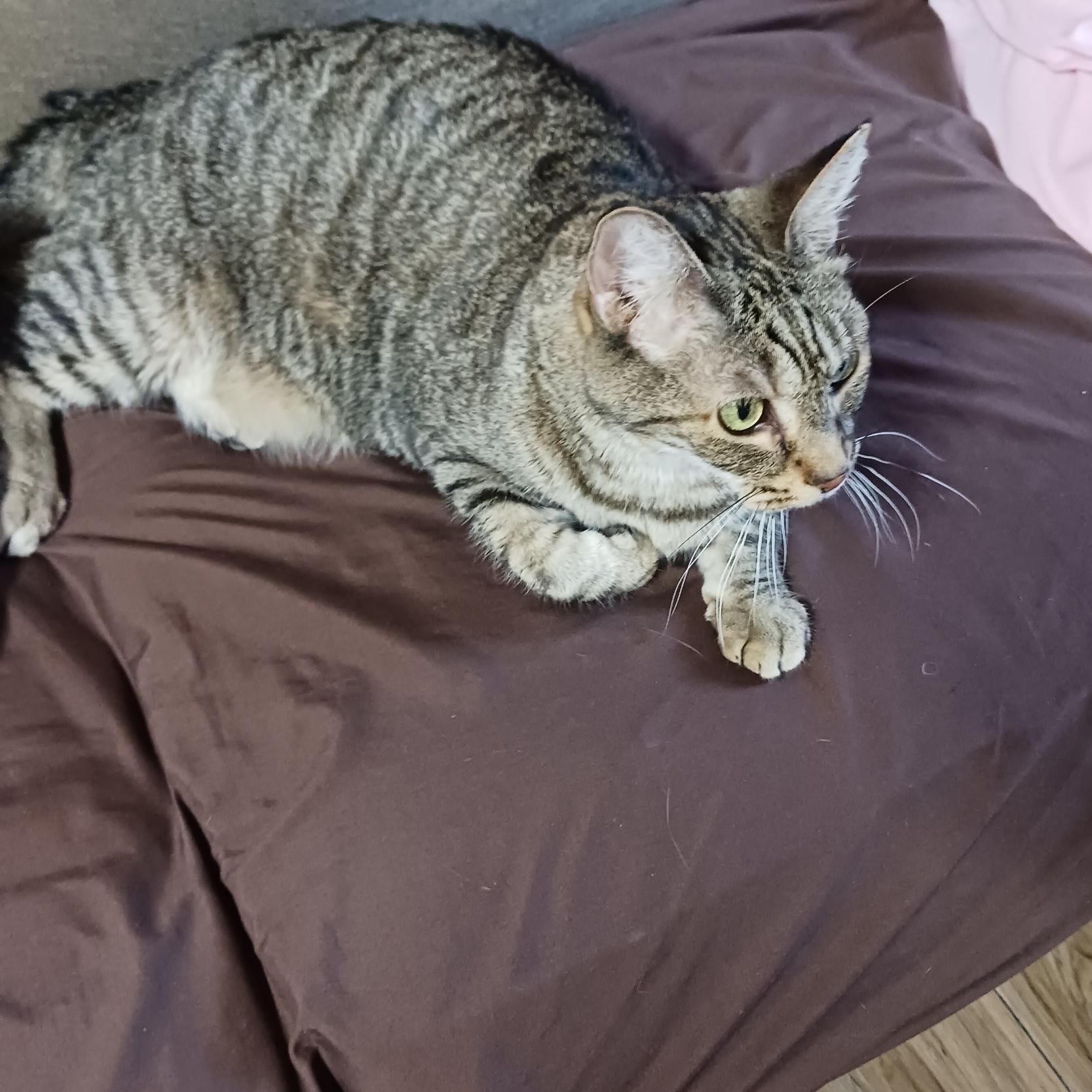 Oscar - (Front Declawed) affectionate sweet lap cat, a Adoptable mixed breed in Macomb, MI image 3/4