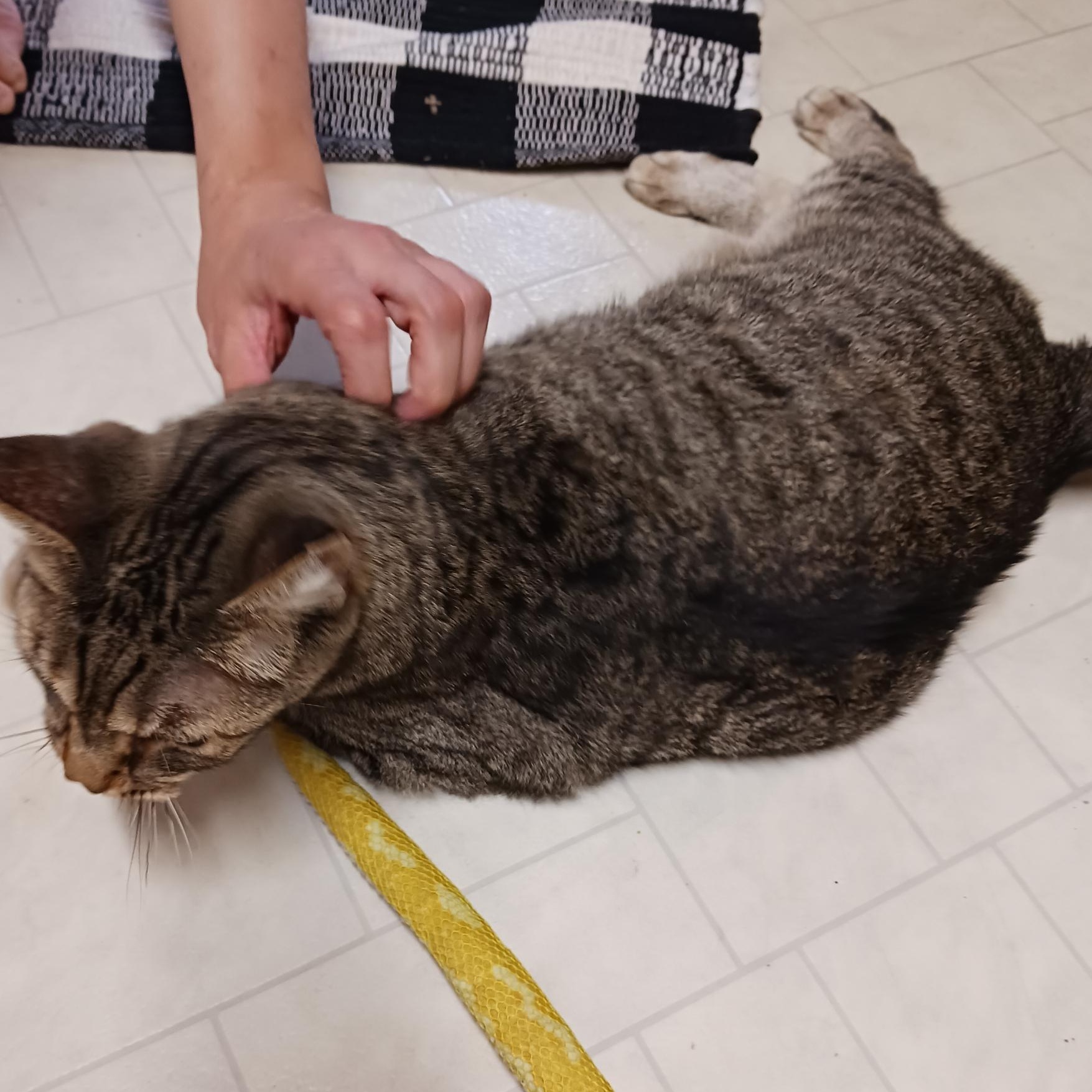 Oscar - (Front Declawed) affectionate sweet lap cat, a Adoptable mixed breed in Macomb, MI image 4/4