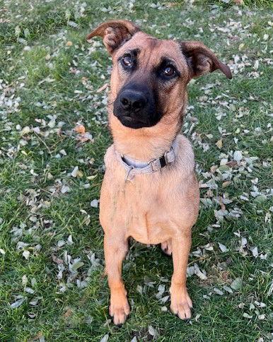 **BELLADONNA**, Adoptable, Young Female Shepherd.