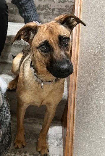 **BELLADONNA**, a Adoptable Shepherd in North Prairie, WI image 2/3