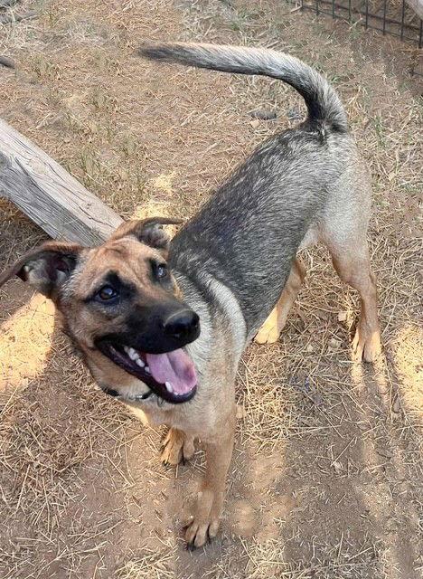 **BELLADONNA**, a Adoptable Shepherd in North Prairie, WI image 3/3