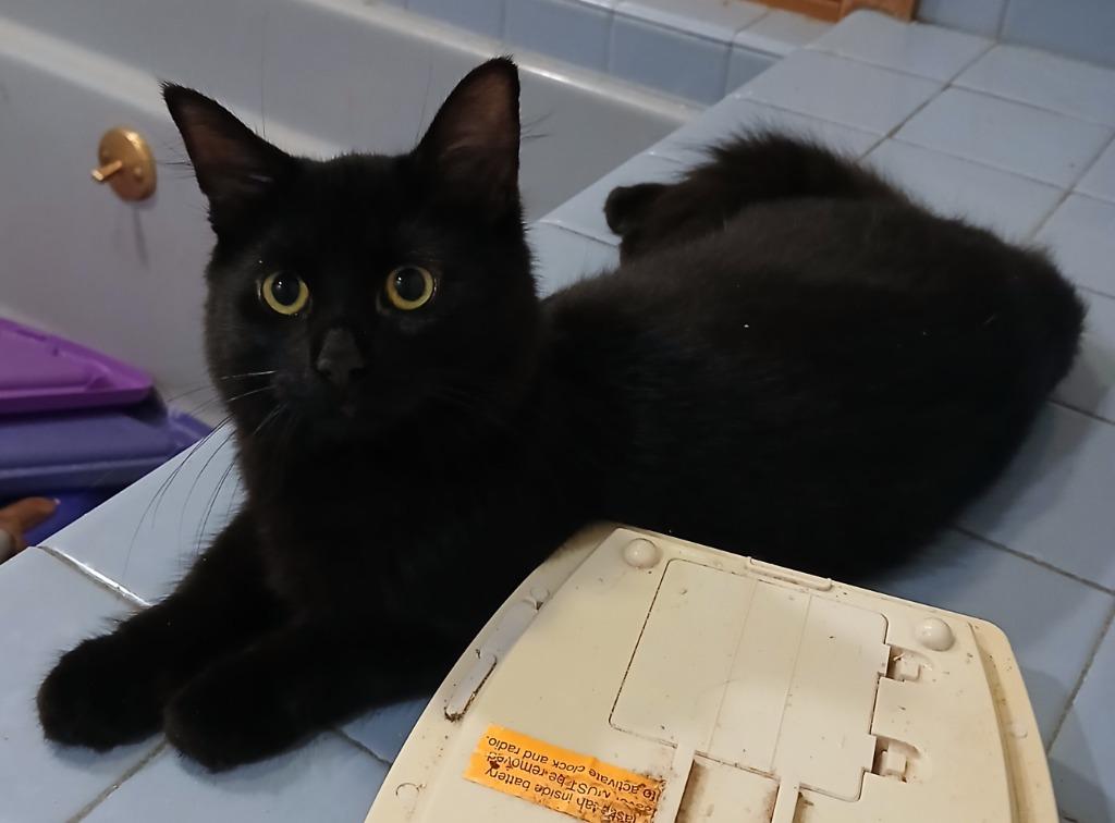 Enlarge Elemi, a Adoptable mixed breed in Shell Lake, WI image 1/4