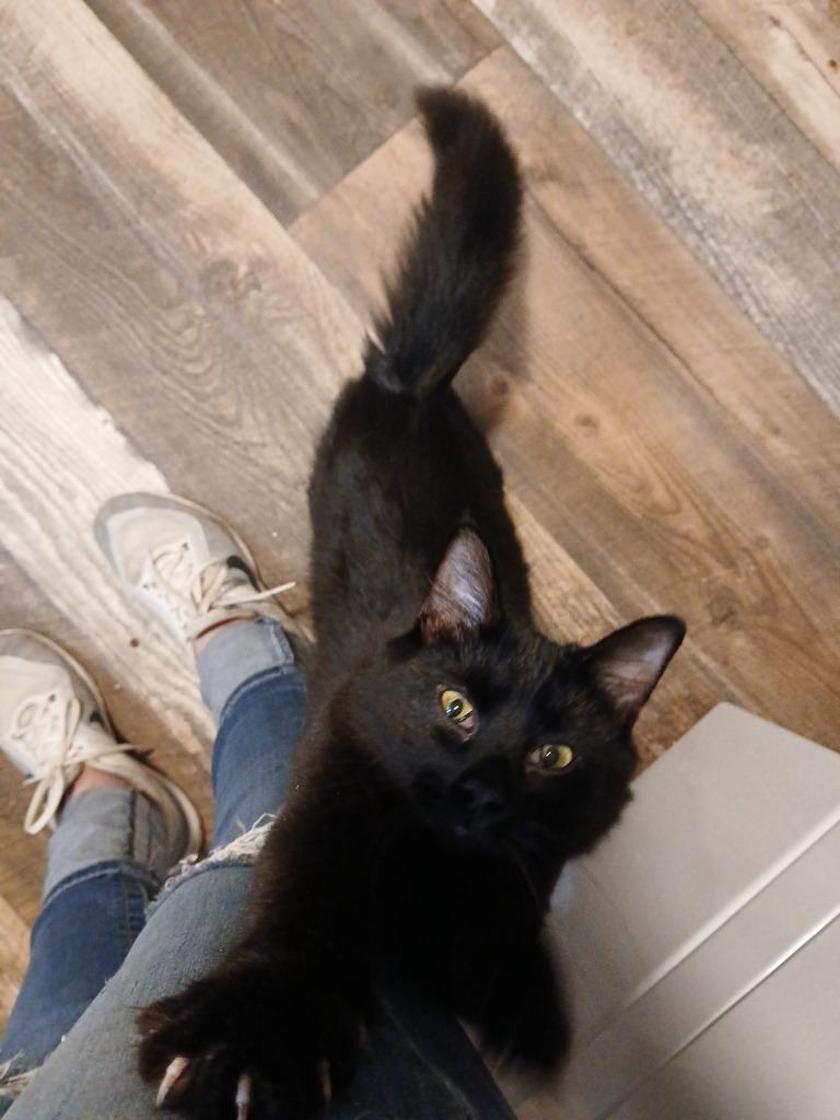 Enlarge Elemi, a Adoptable mixed breed in Shell Lake, WI image 2/4