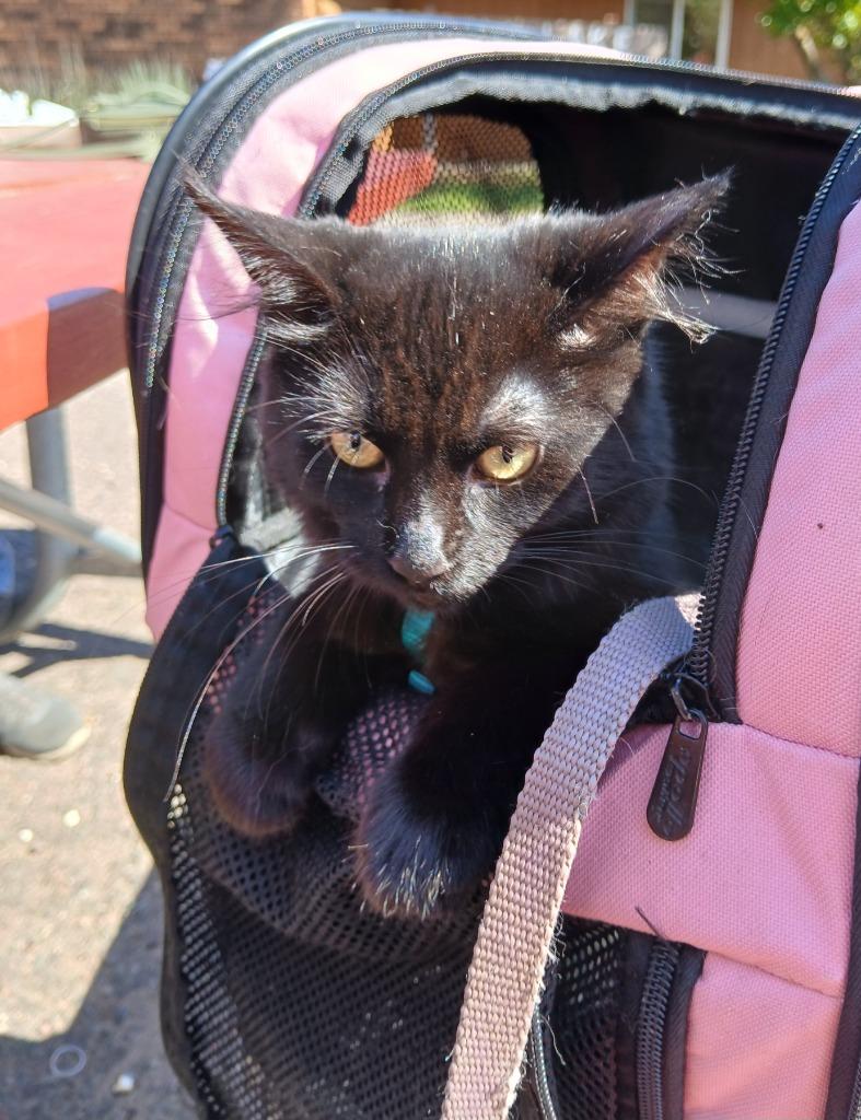 Enlarge Elemi, a Adoptable mixed breed in Shell Lake, WI image 3/4