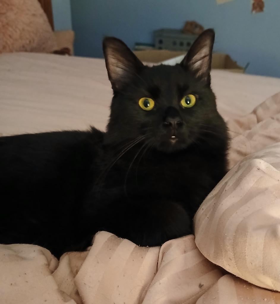 Elemi, Adoptable, Young Female Domestic Medium Hair.