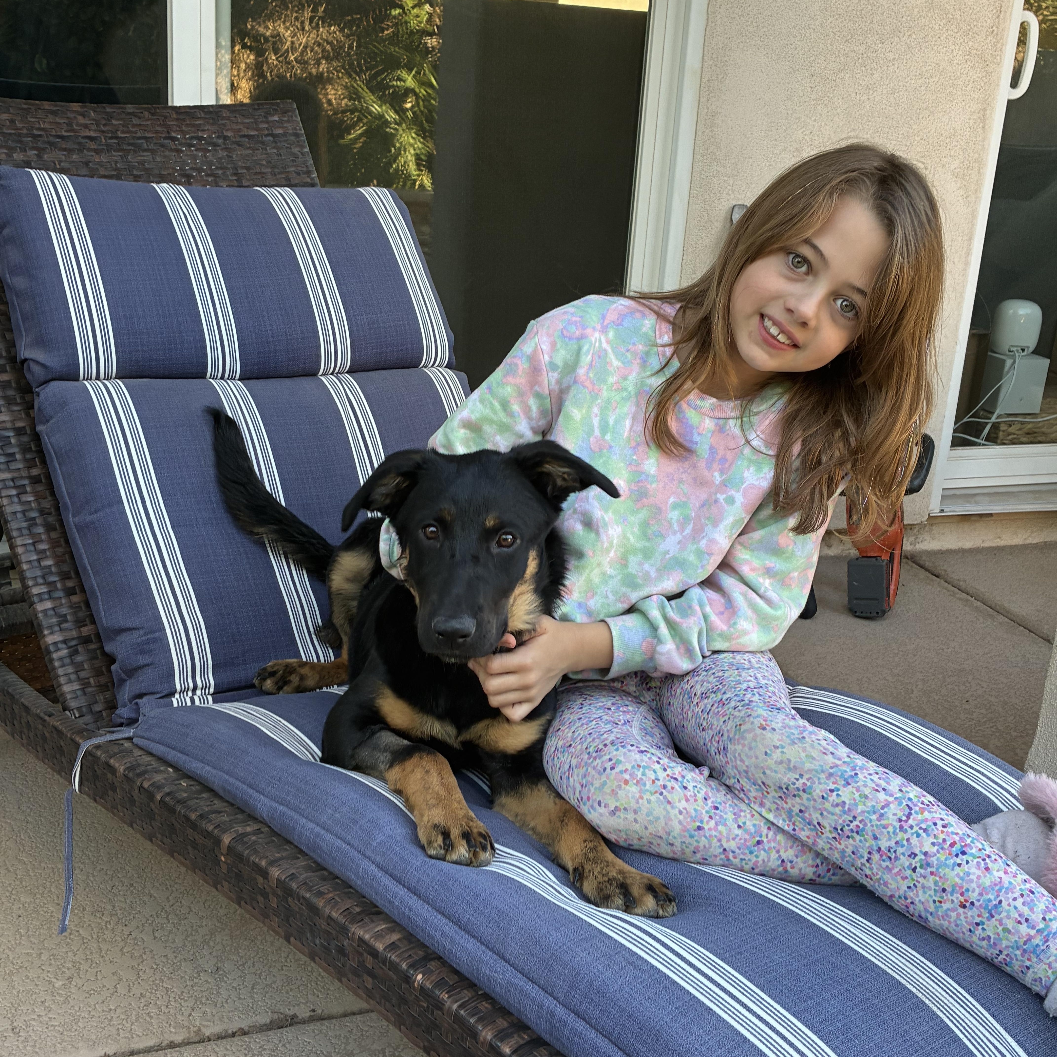 Enlarge Twilight, a ADOPTABLE mixed breed in Gilbert, AZ image 1/5