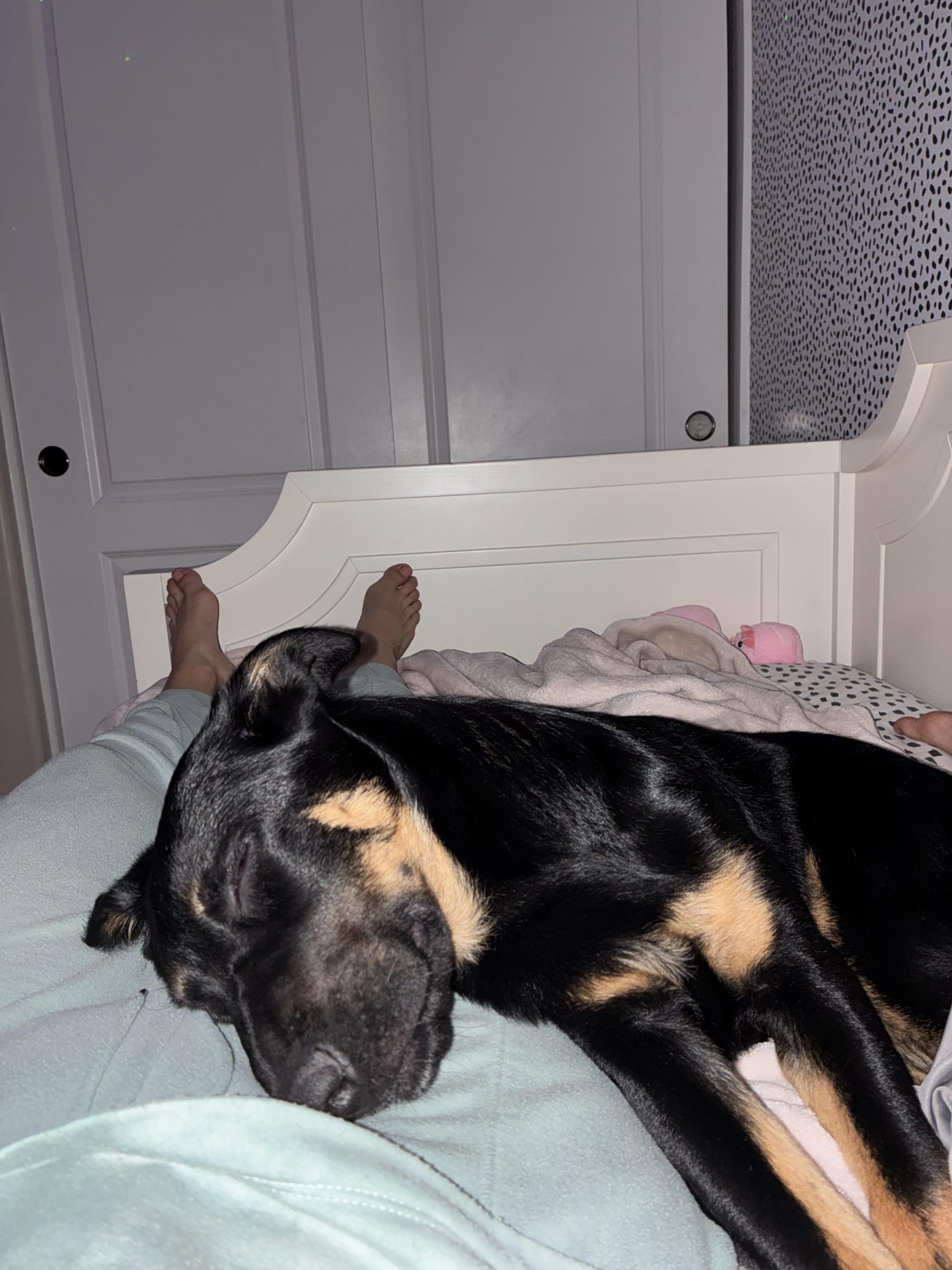 Enlarge Twilight, a ADOPTABLE mixed breed in Gilbert, AZ image 5/5