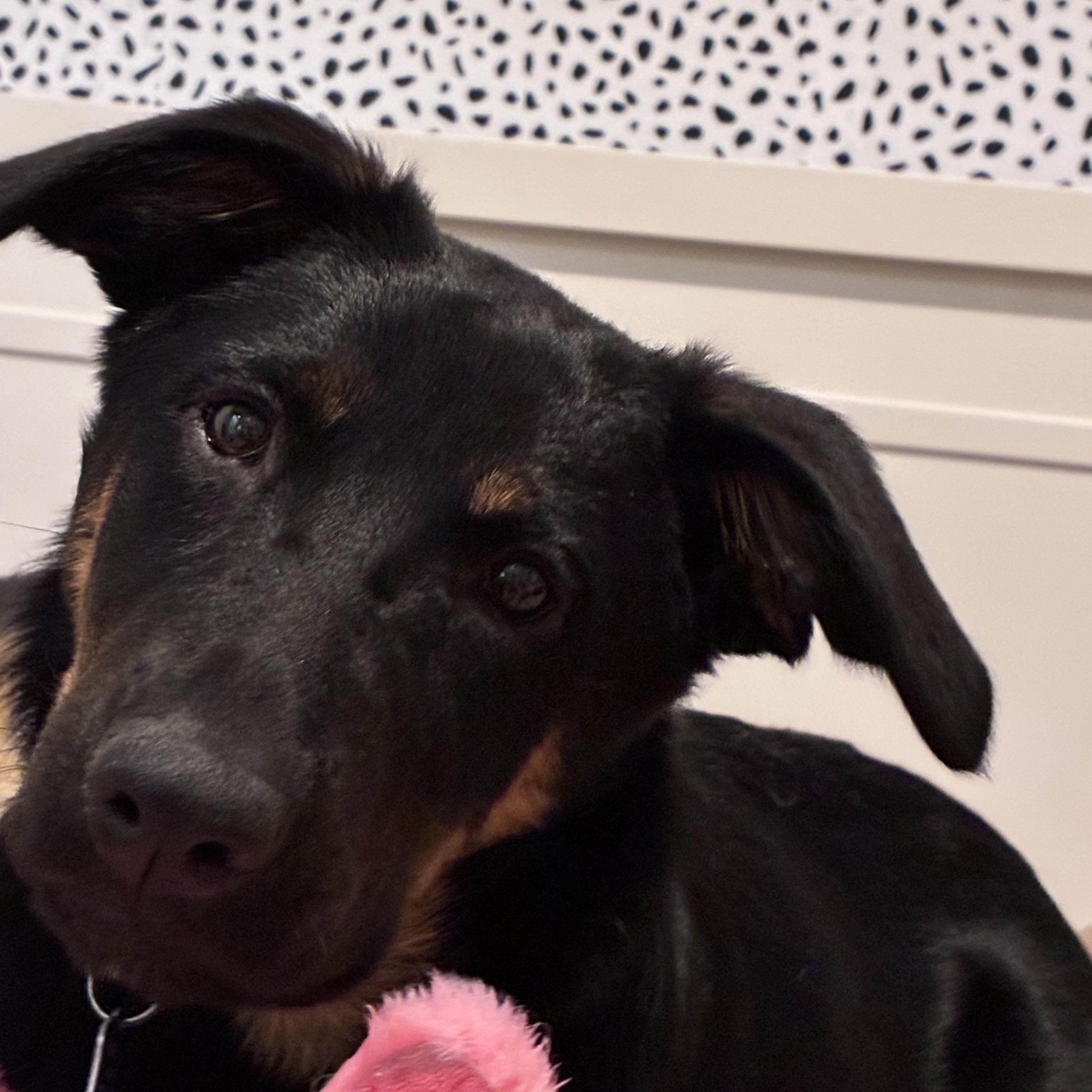 Enlarge Twilight, a ADOPTABLE mixed breed in Gilbert, AZ image 2/5