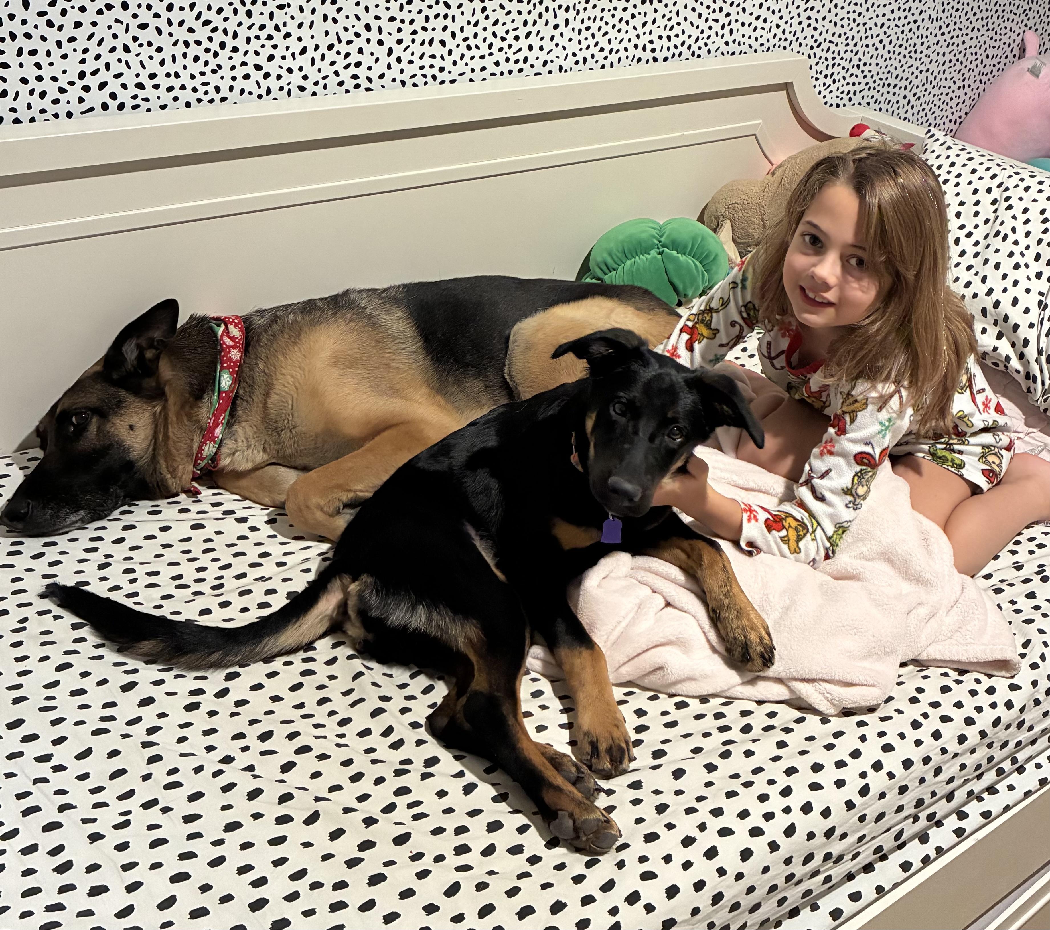 Enlarge Twilight, a ADOPTABLE mixed breed in Gilbert, AZ image 3/5