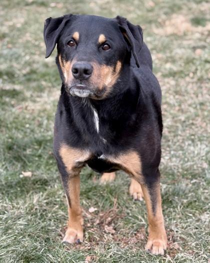 George, Adoptable, Senior Male Rottweiler & German Shepherd Dog.