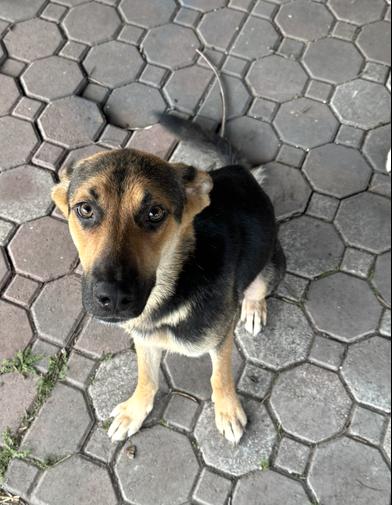 Sadie — thumbnail 3