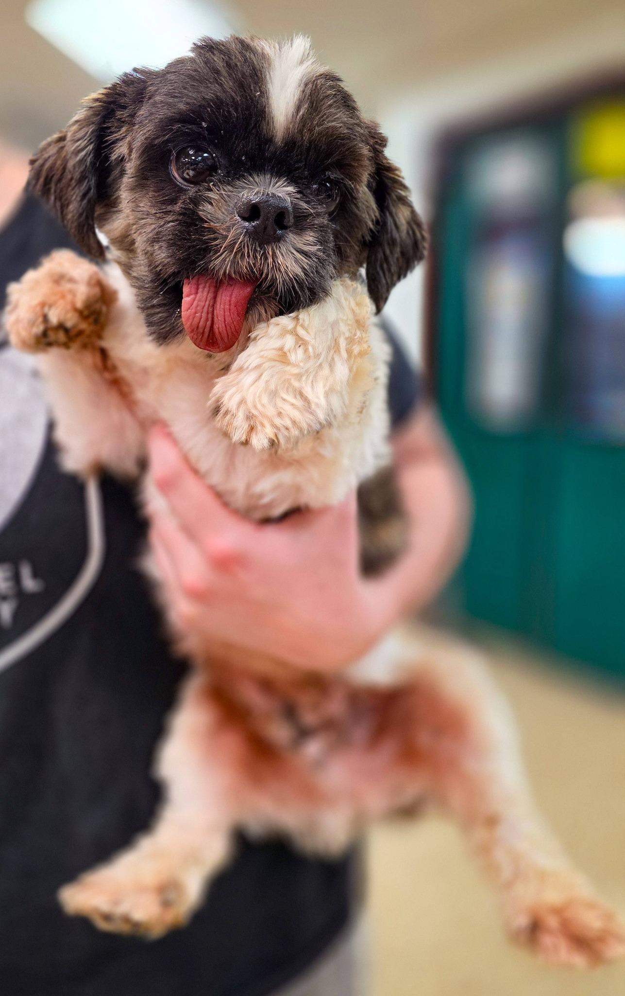 Enlarge Rye, an adopted Shih Tzu in Sterling Heights, MI image 3/4