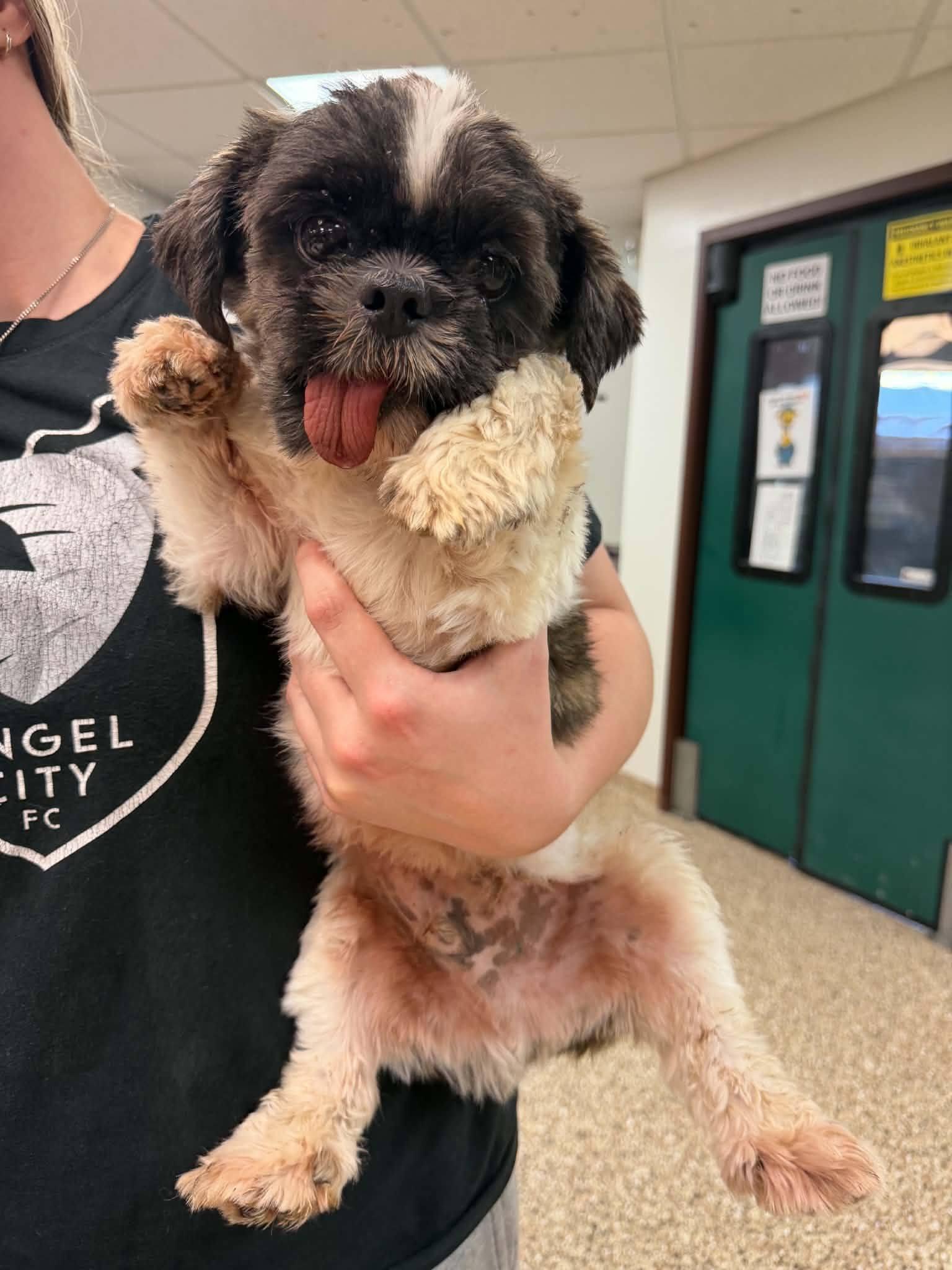 Enlarge Rye, an adopted Shih Tzu in Sterling Heights, MI image 4/4