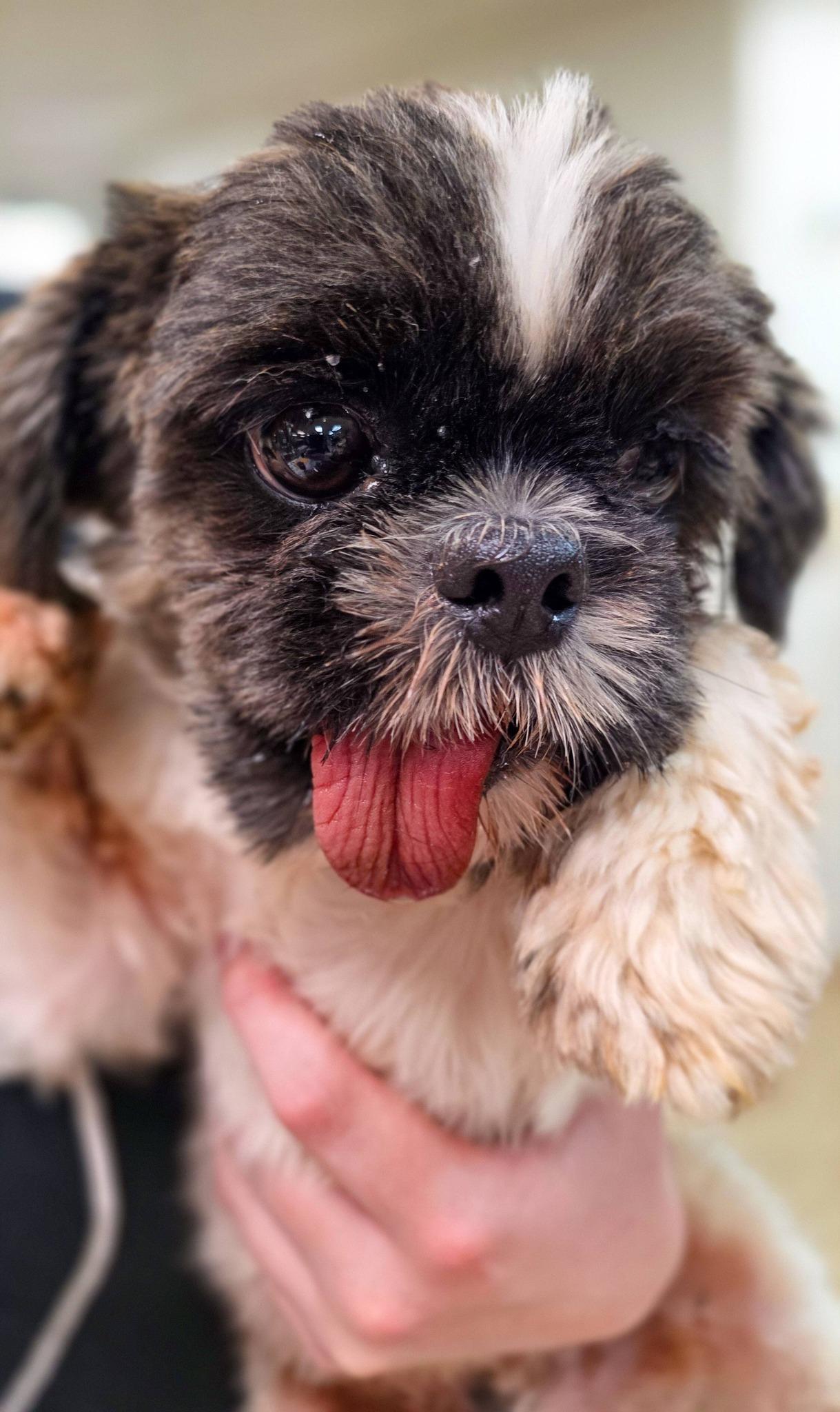 Rye, adopted, Adult Male Shih Tzu.
