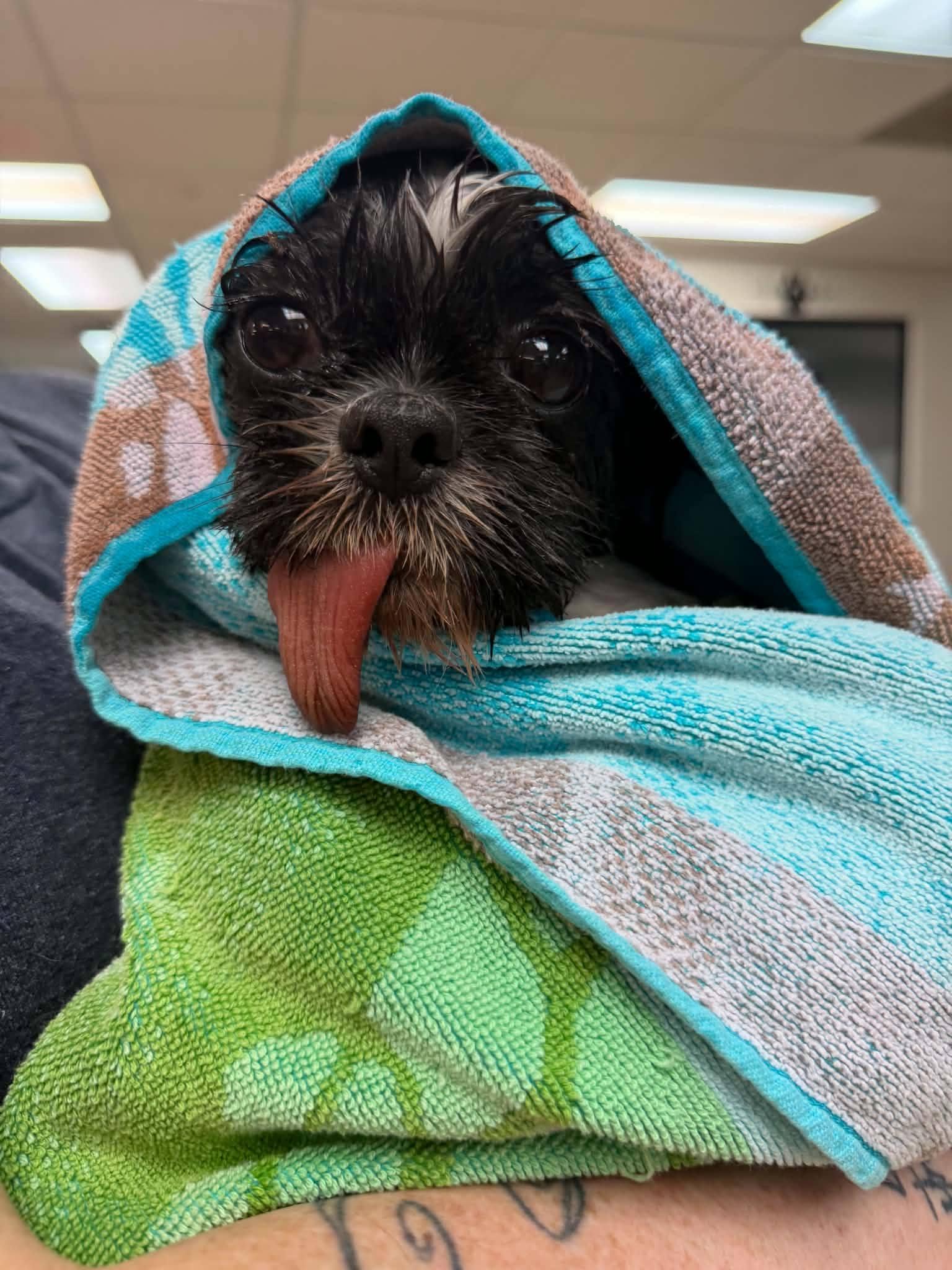 Enlarge Rye, an adopted Shih Tzu in Sterling Heights, MI image 2/4